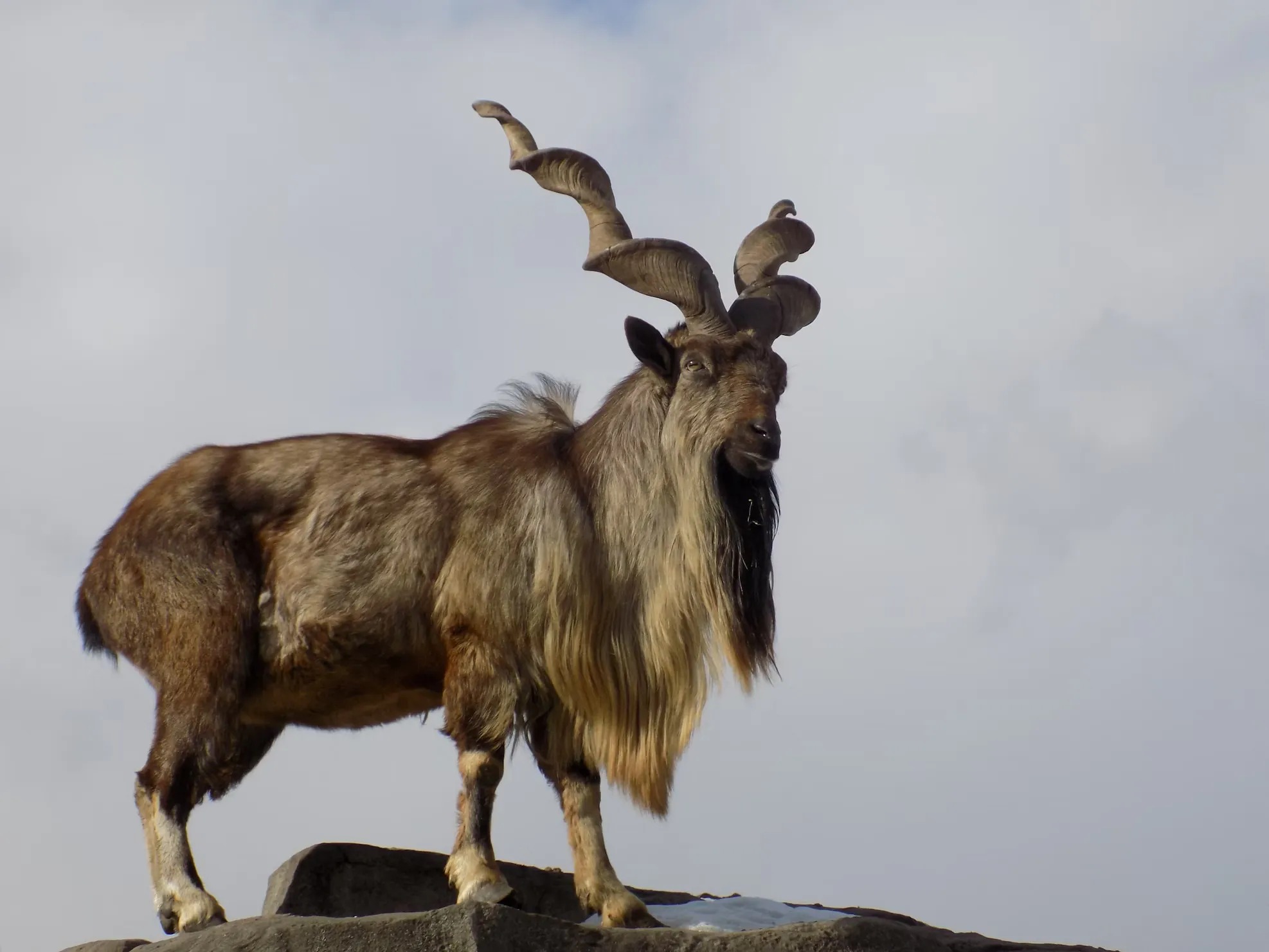 Markhor