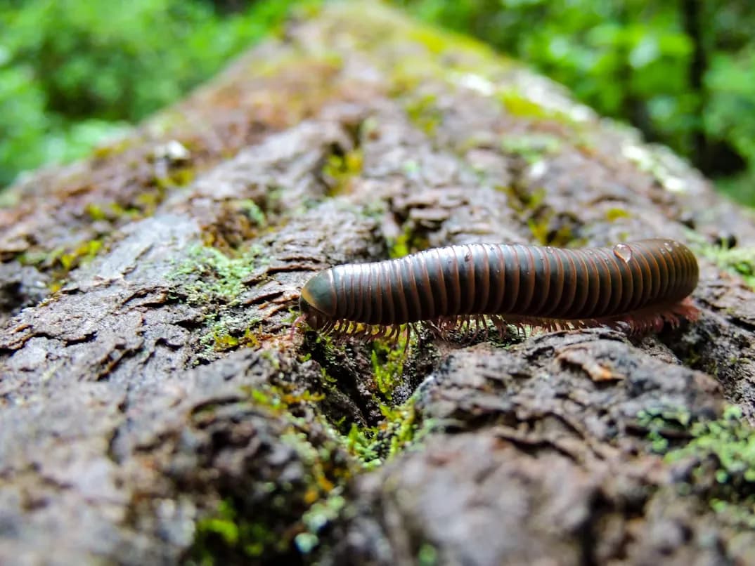 Millipede