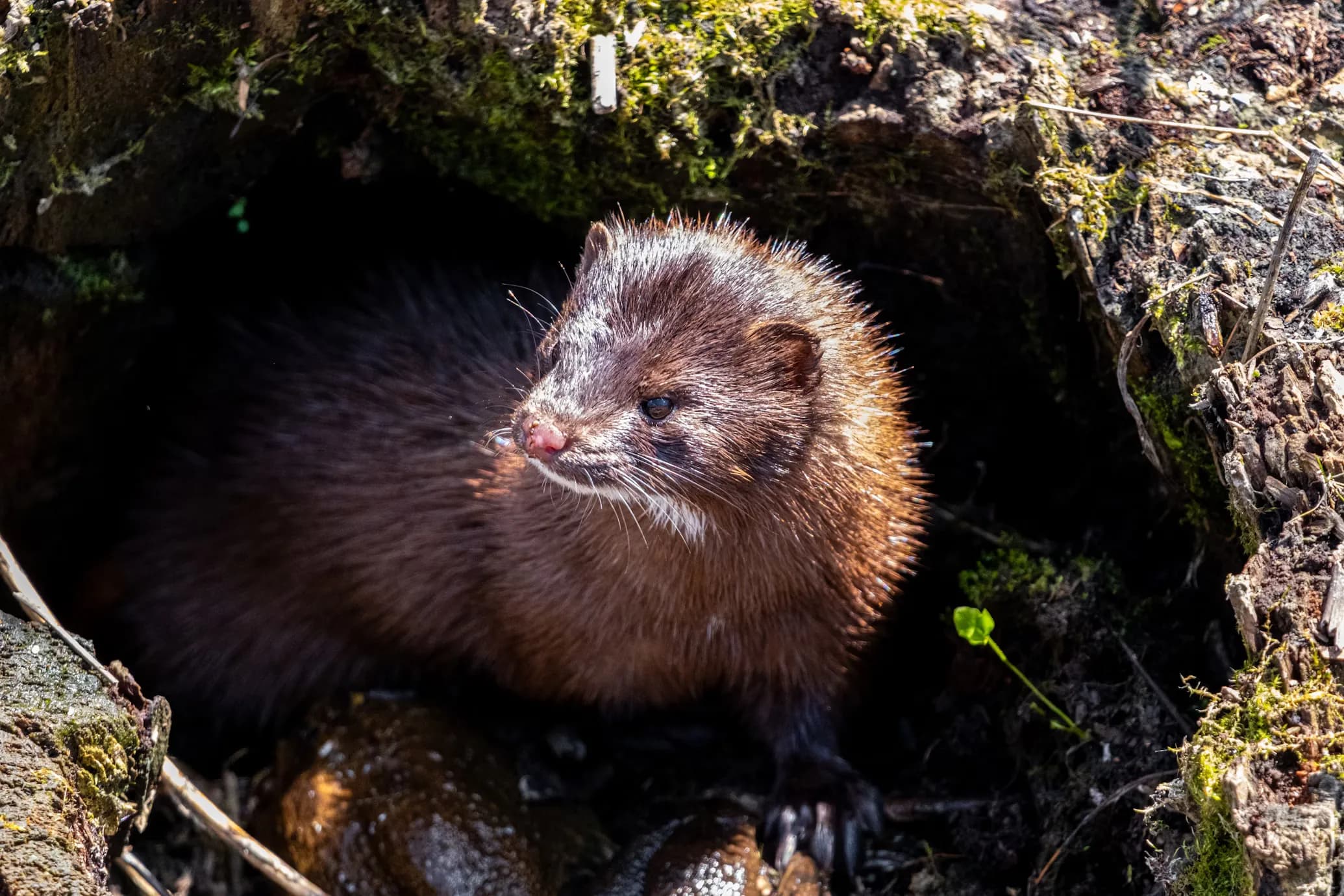 Mink