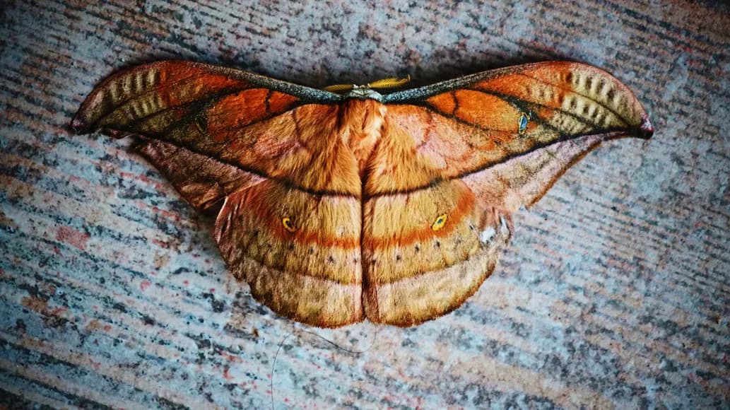 Moth