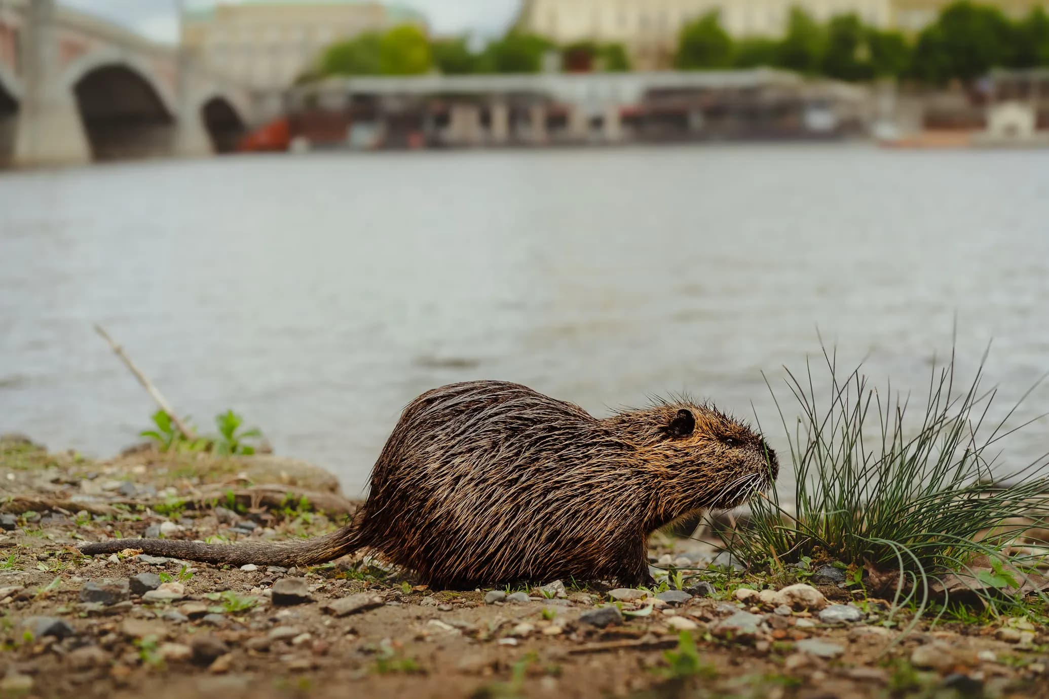 Muskrat