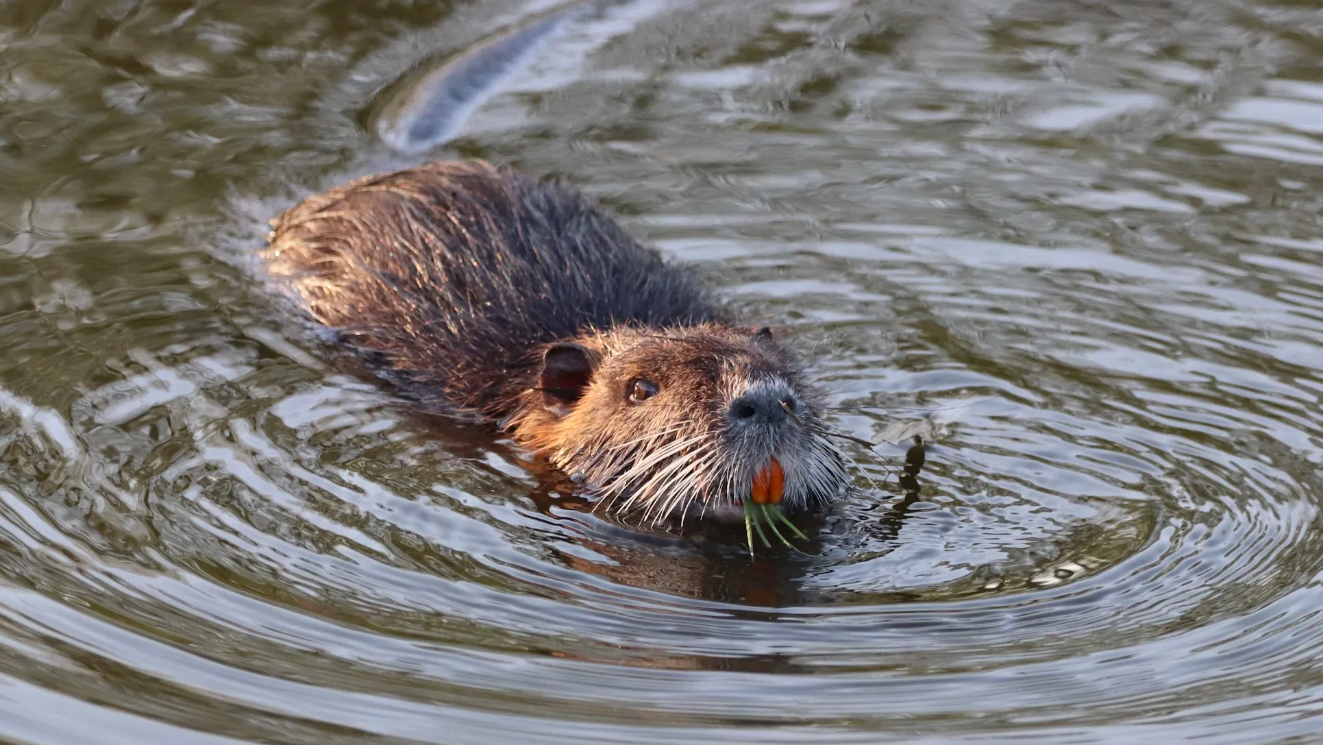 Nutria