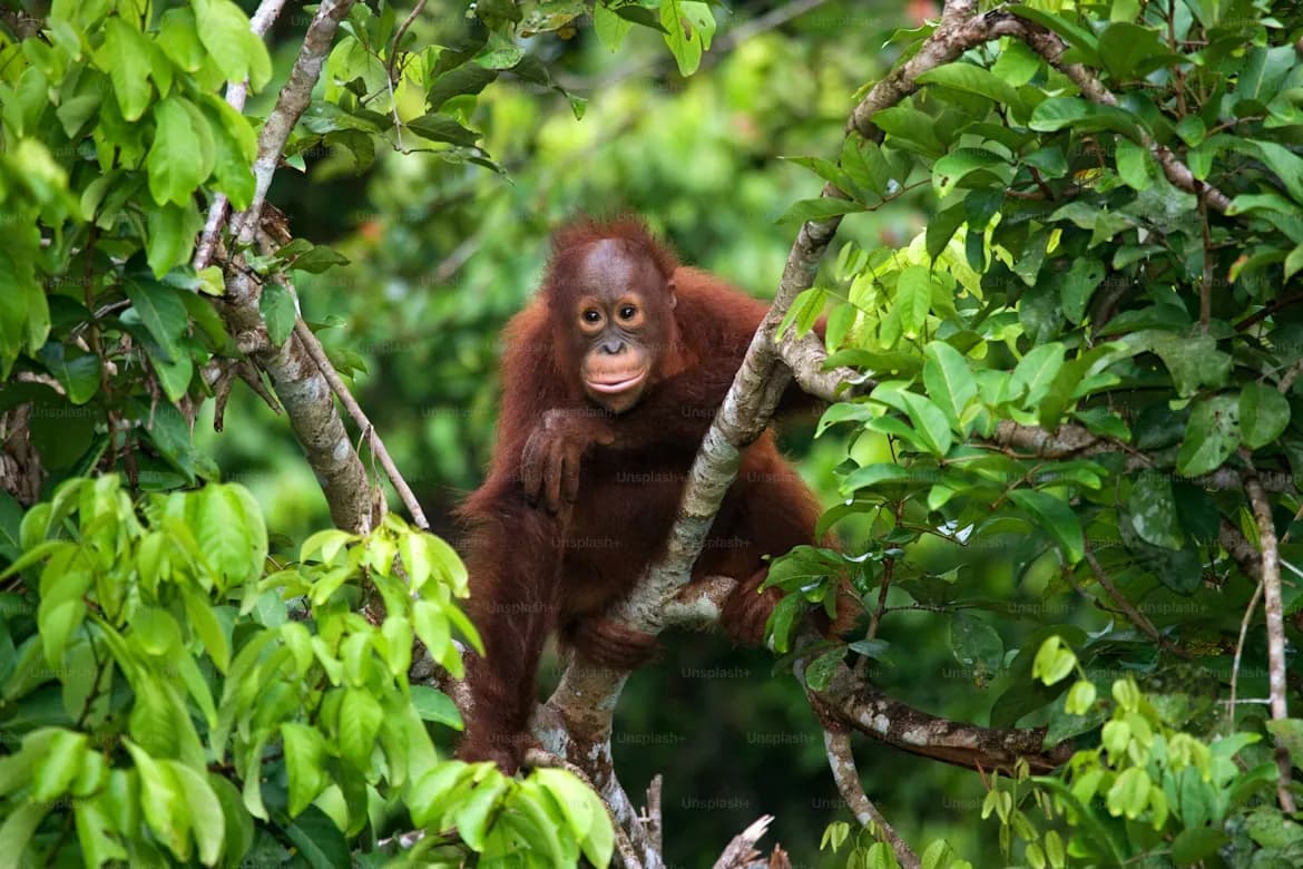 Orangutan