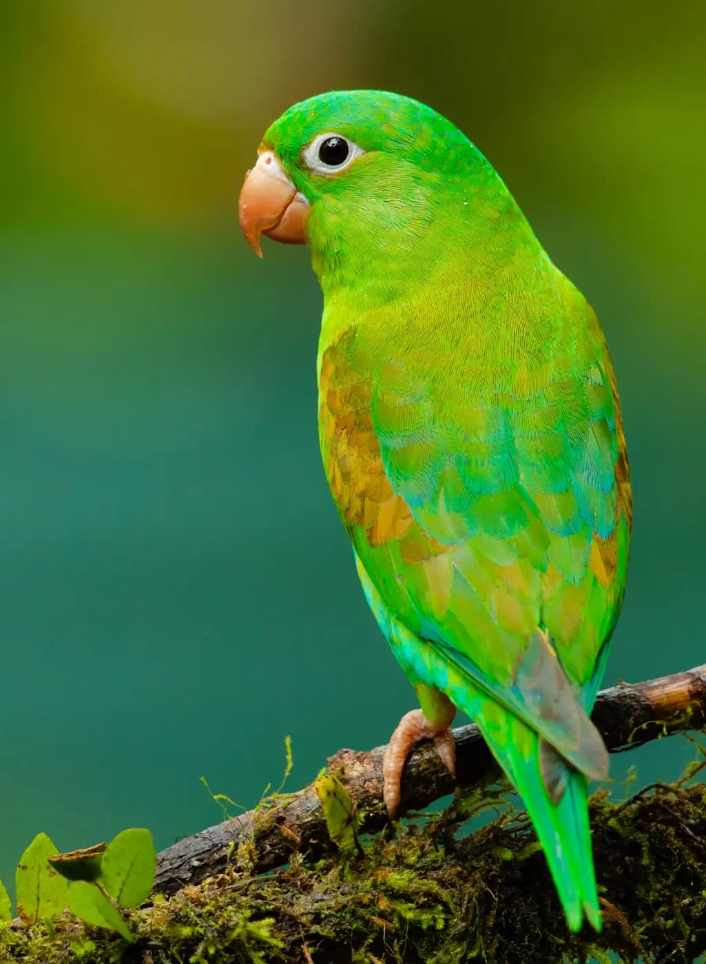 Parrot