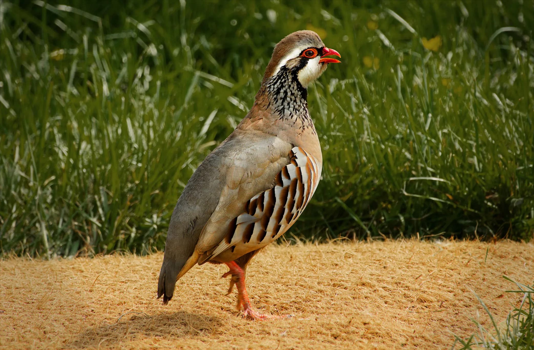 Partridge
