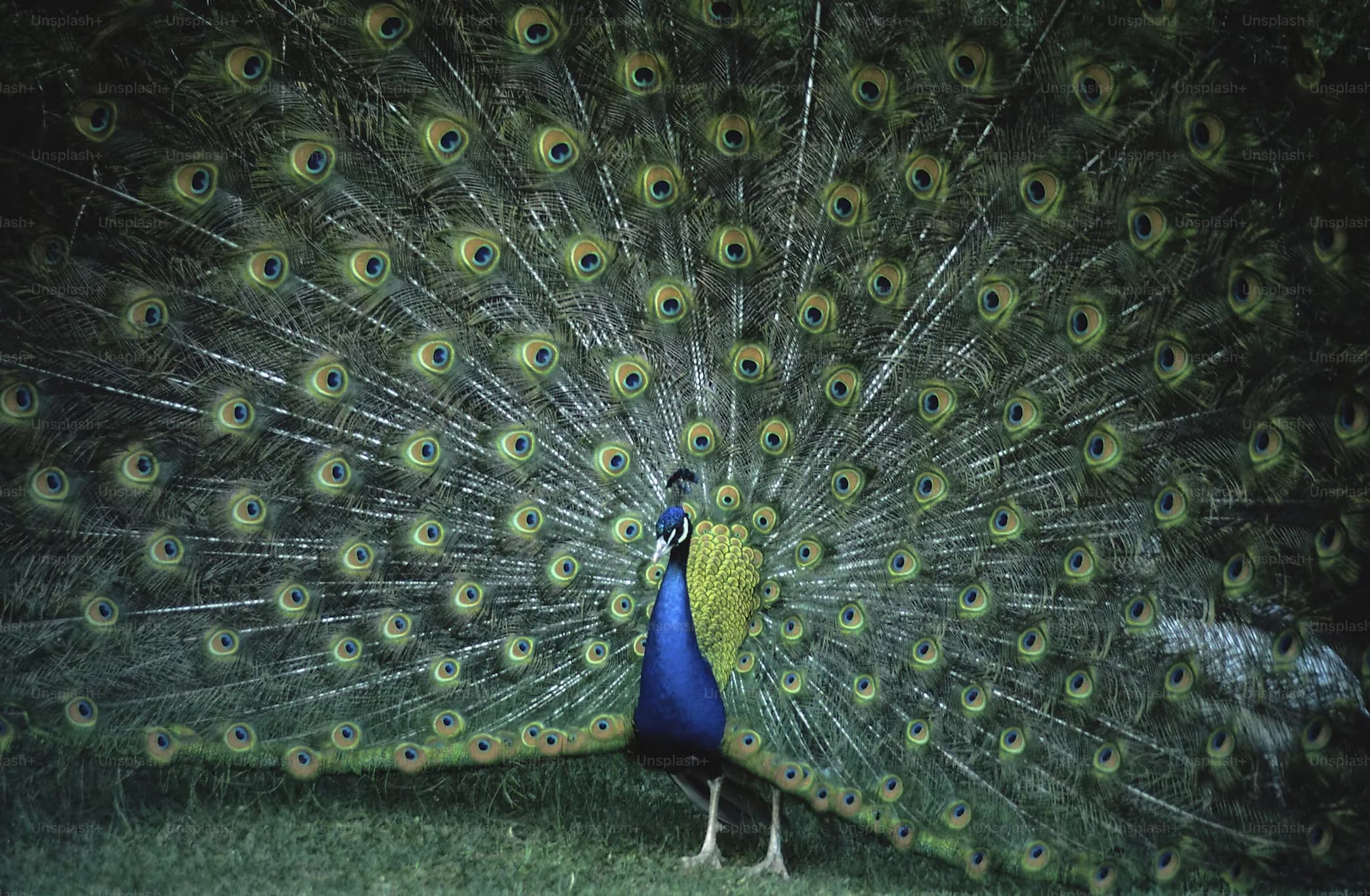Peacock
