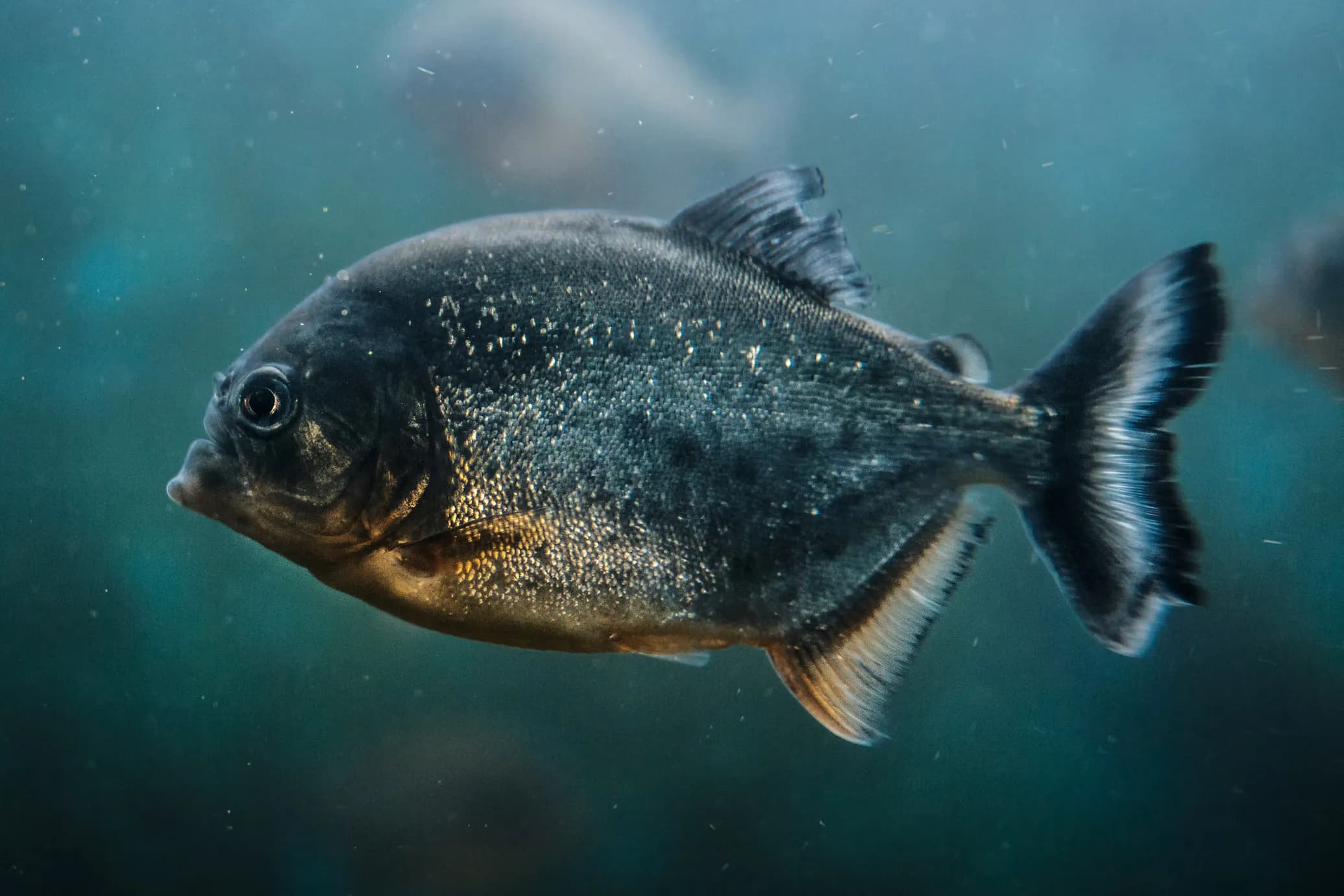 Piranha