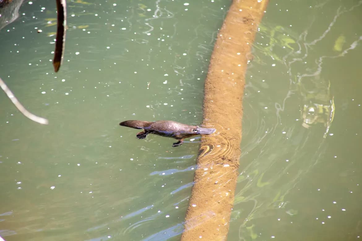 Platypus