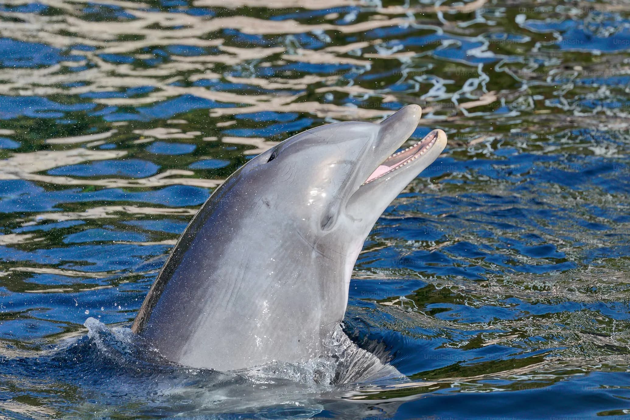 Porpoise