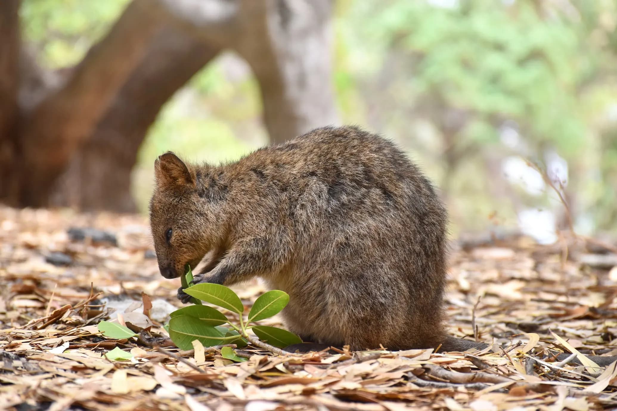Quokka