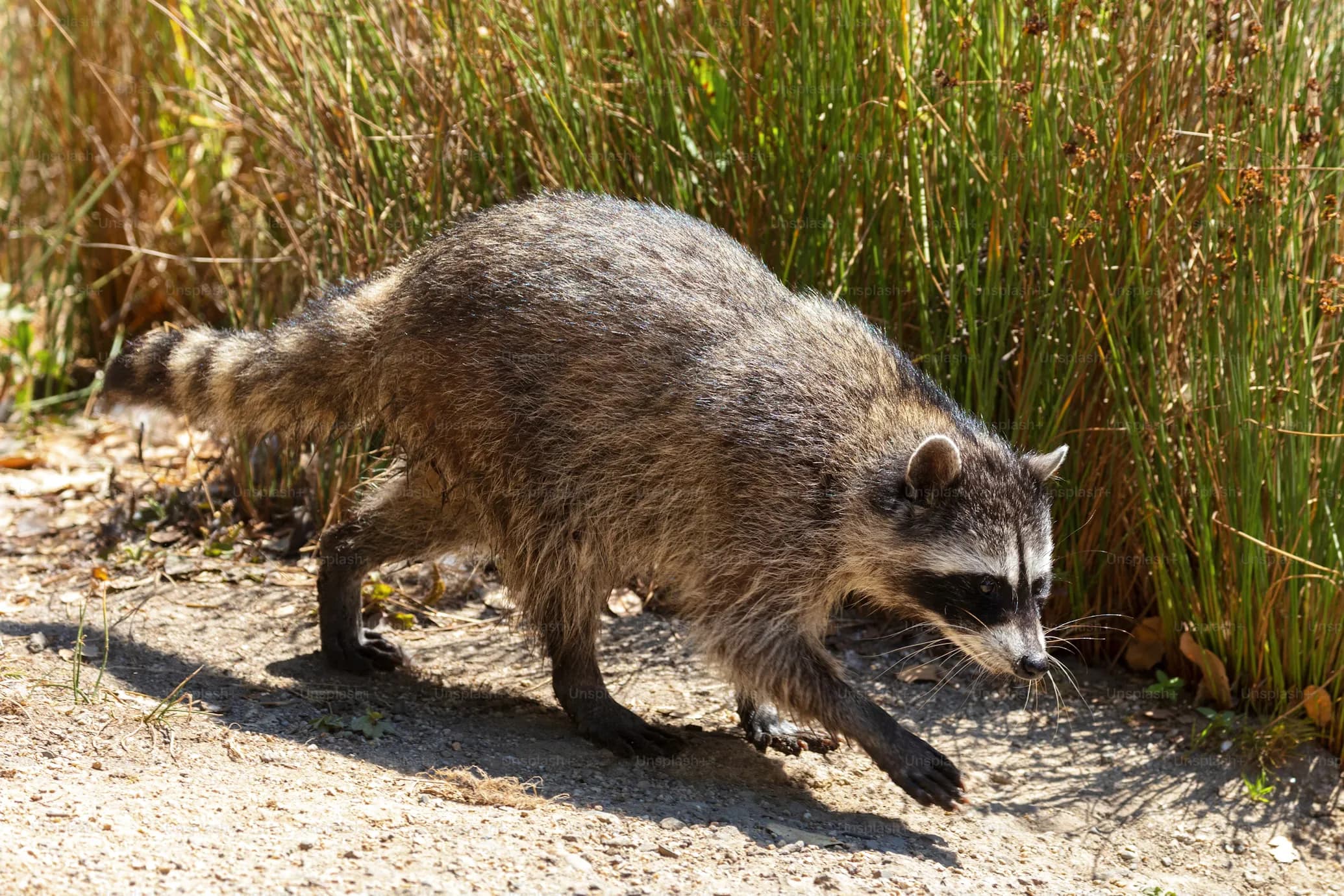 Raccoon