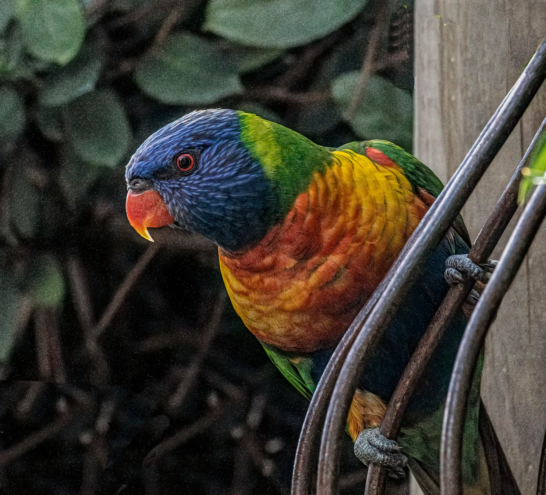 Rainbow Lorikeet
