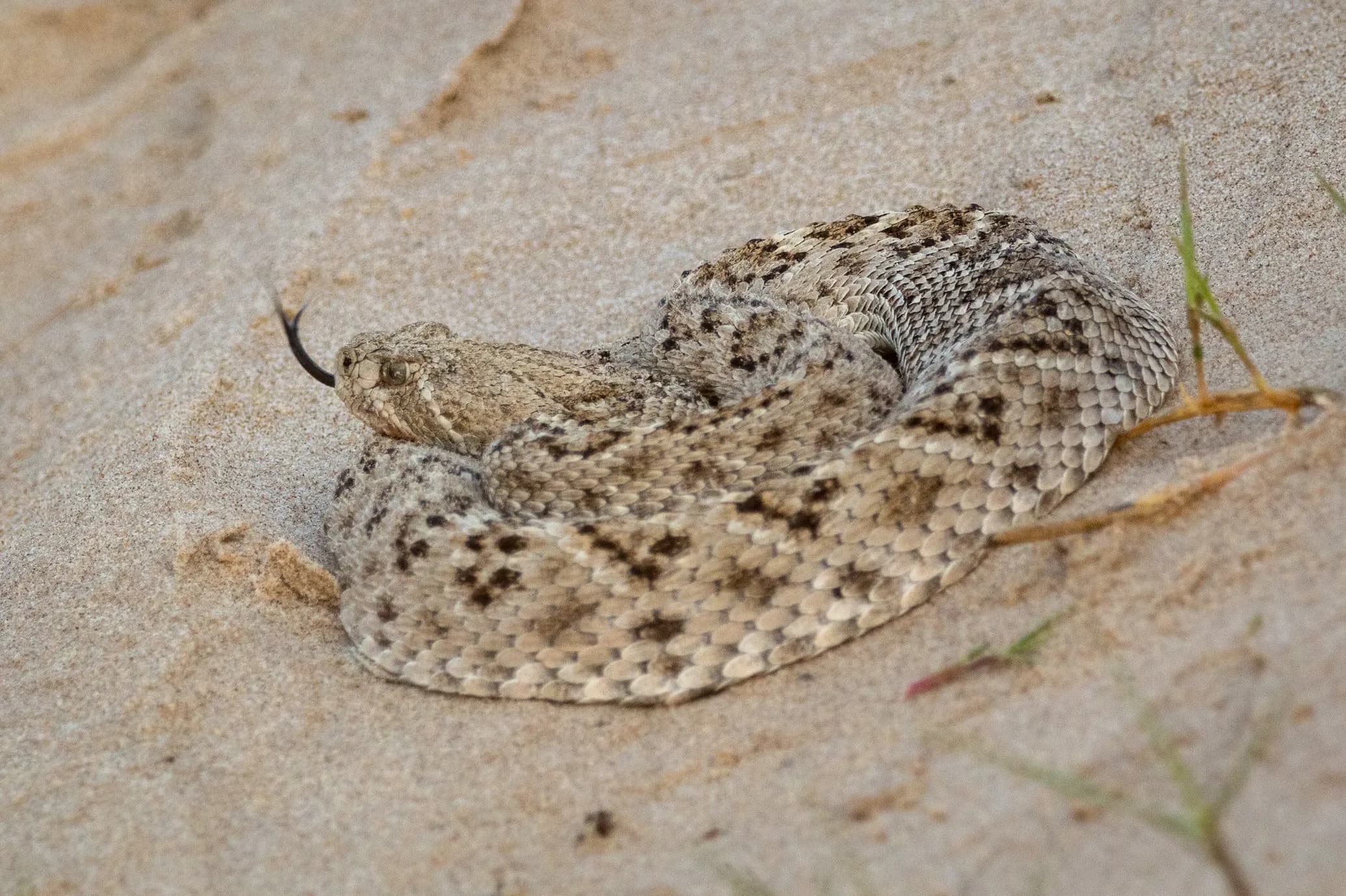 Rattlesnake