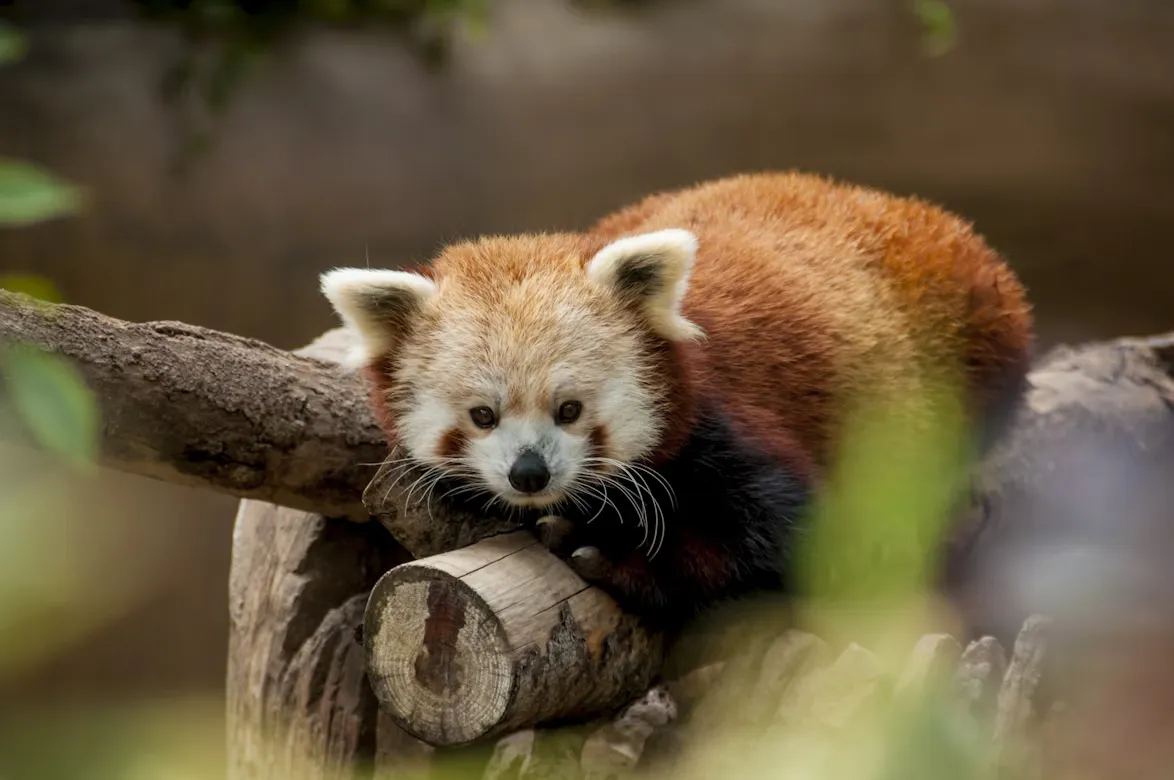 Red Panda