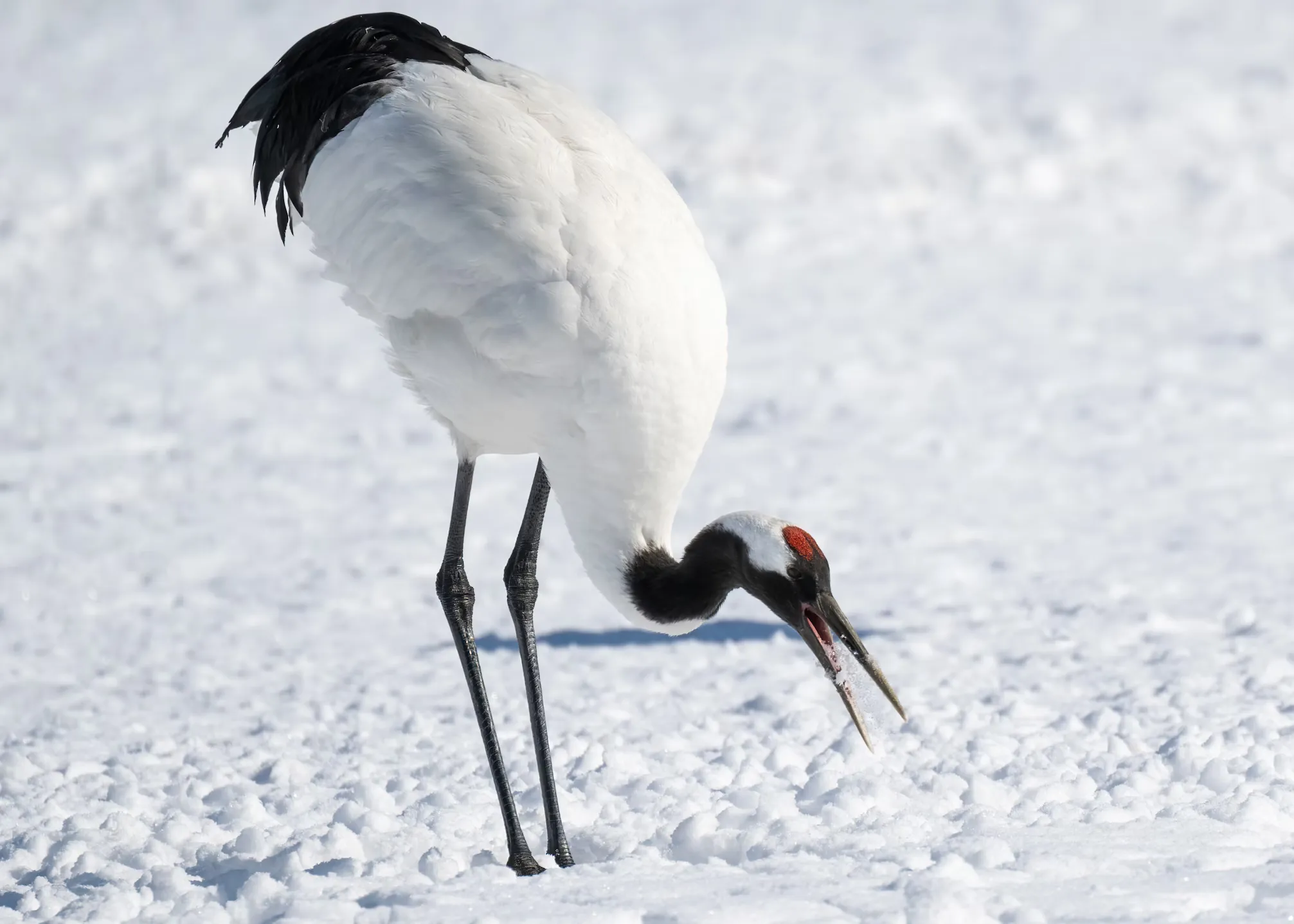 Red-crowned Crane