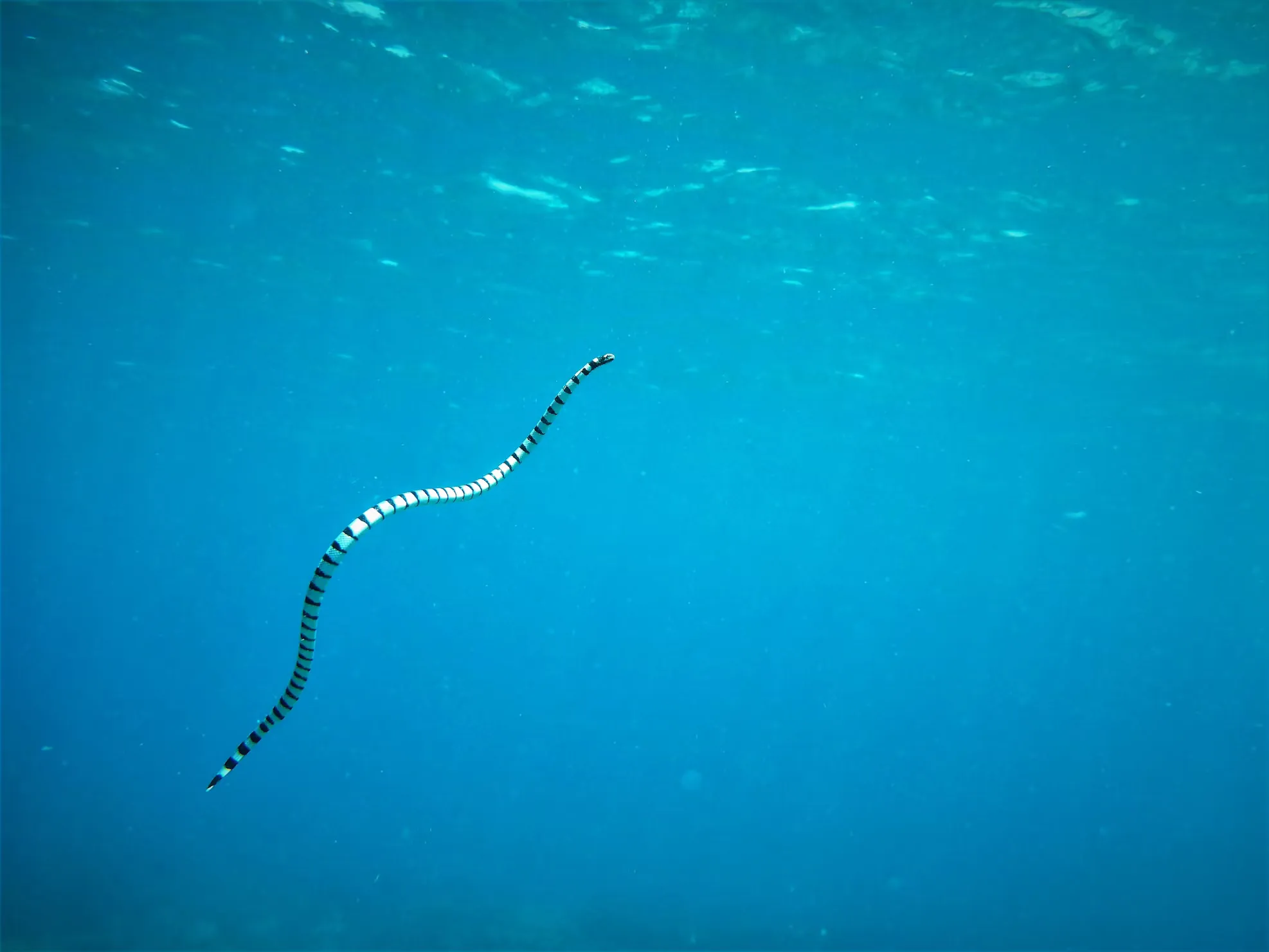 Sea Snake