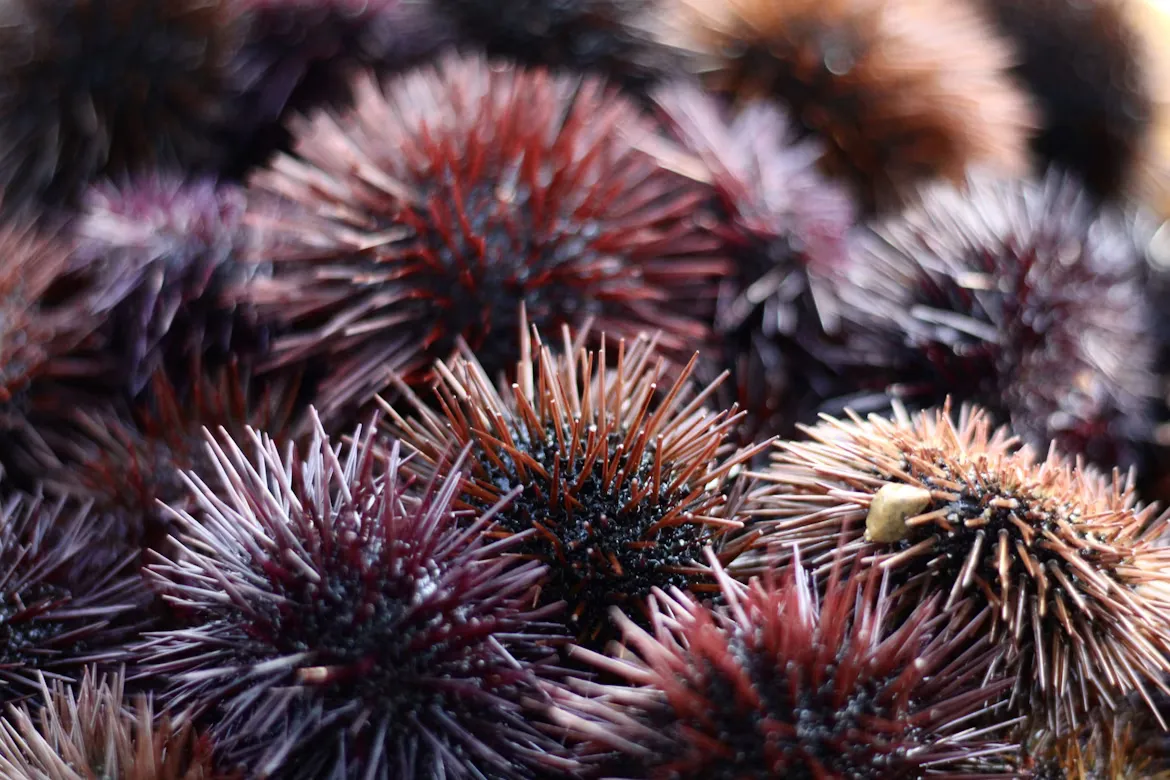 Sea Urchin