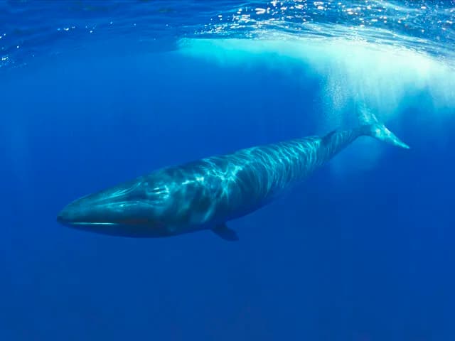 Sei Whale