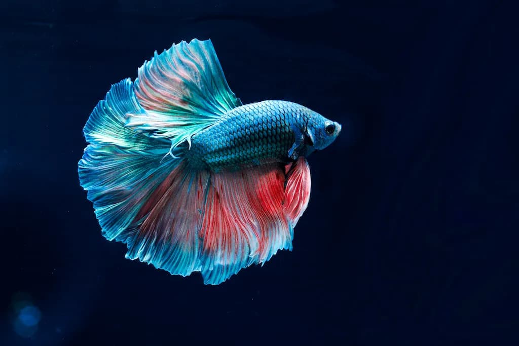 Siamese Fighting Fish