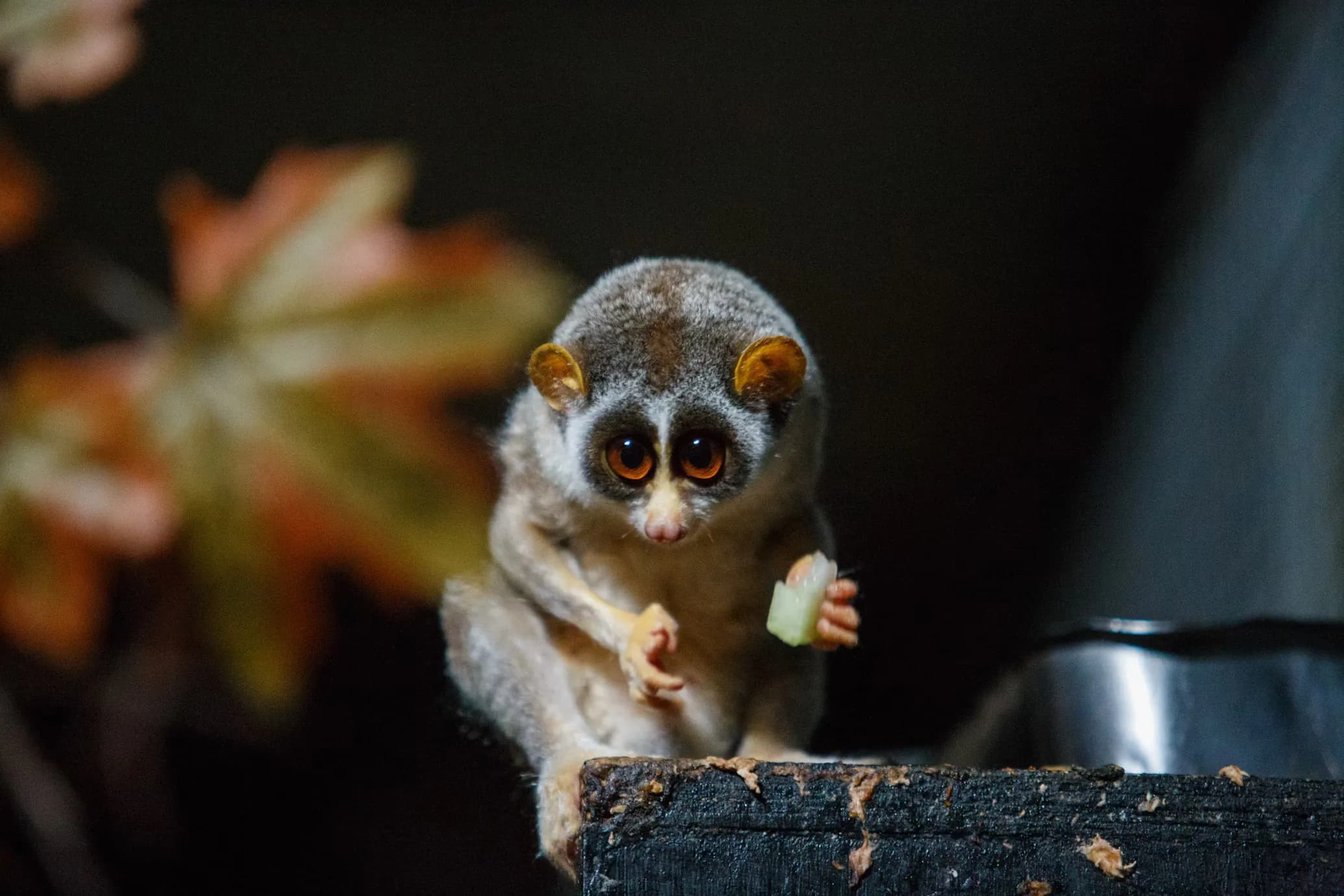 Slow Loris