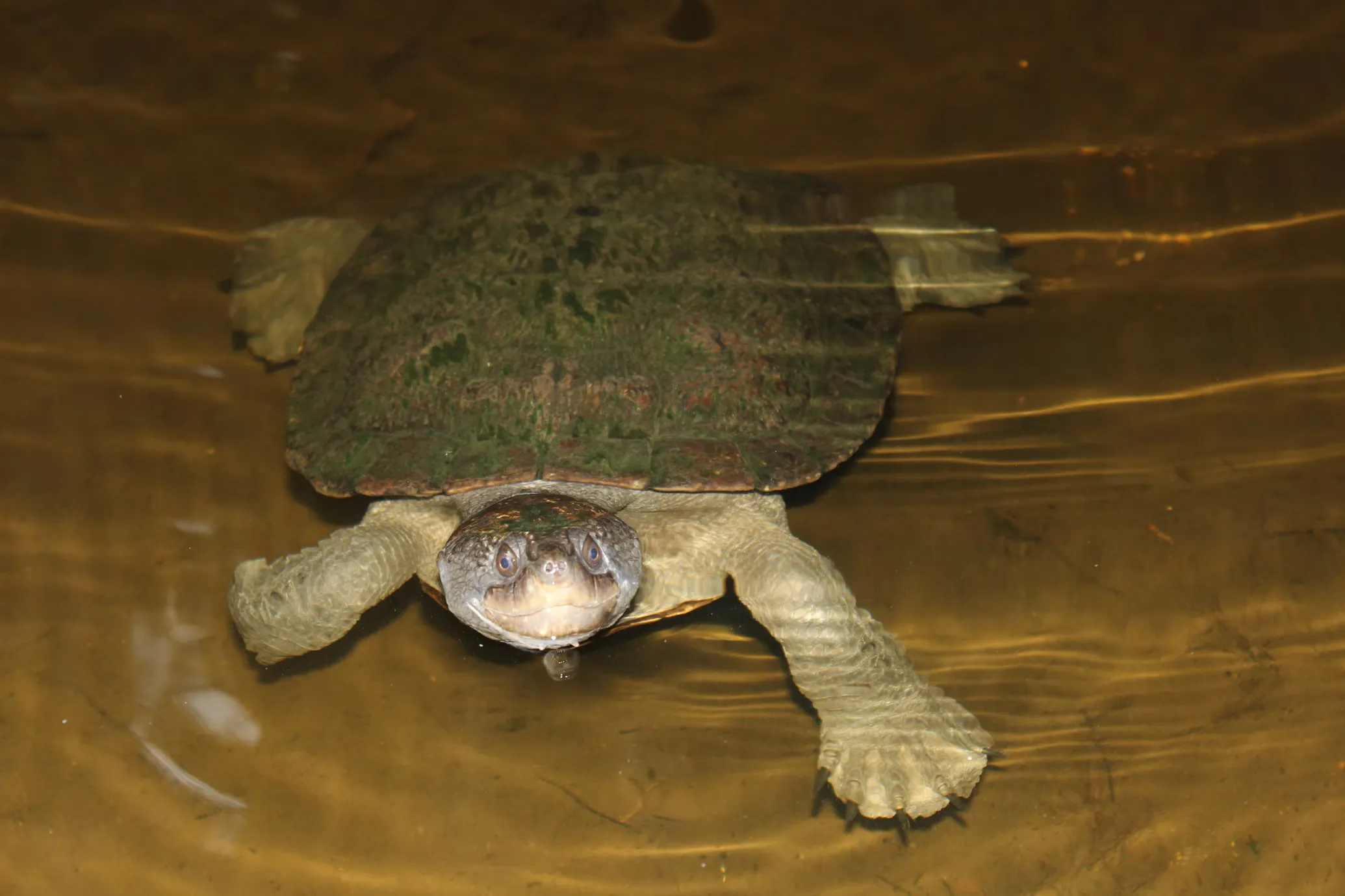 Softshell Turtle