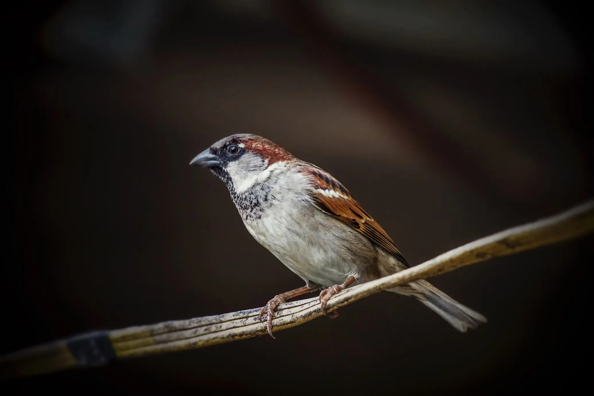 Sparrow