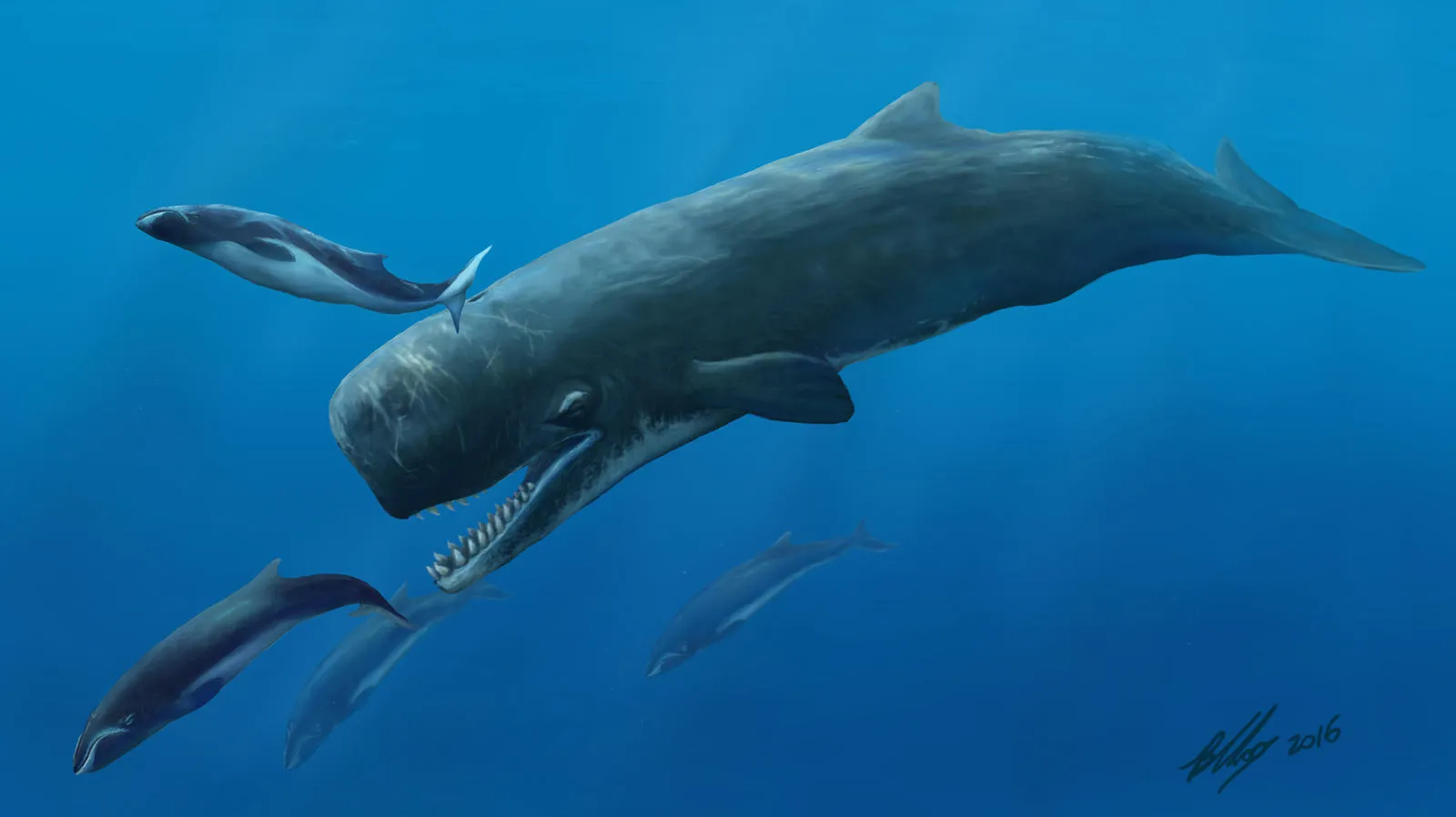 Sperm Whale