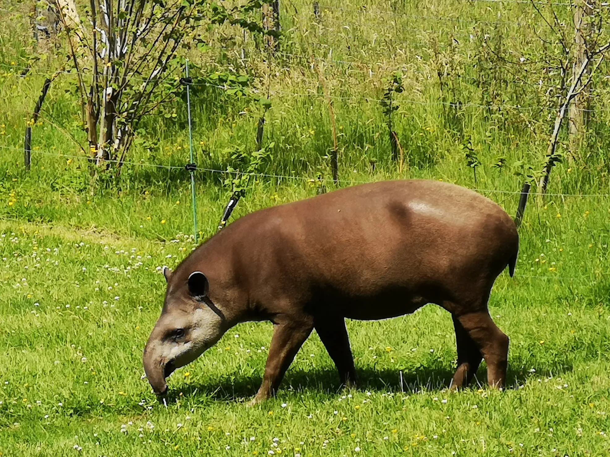 Tapir