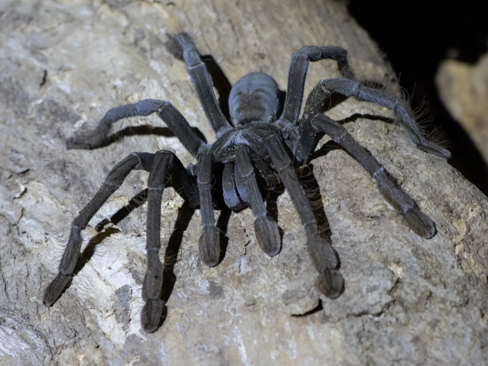 Tarantula