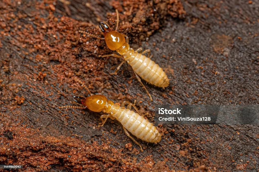 Termite