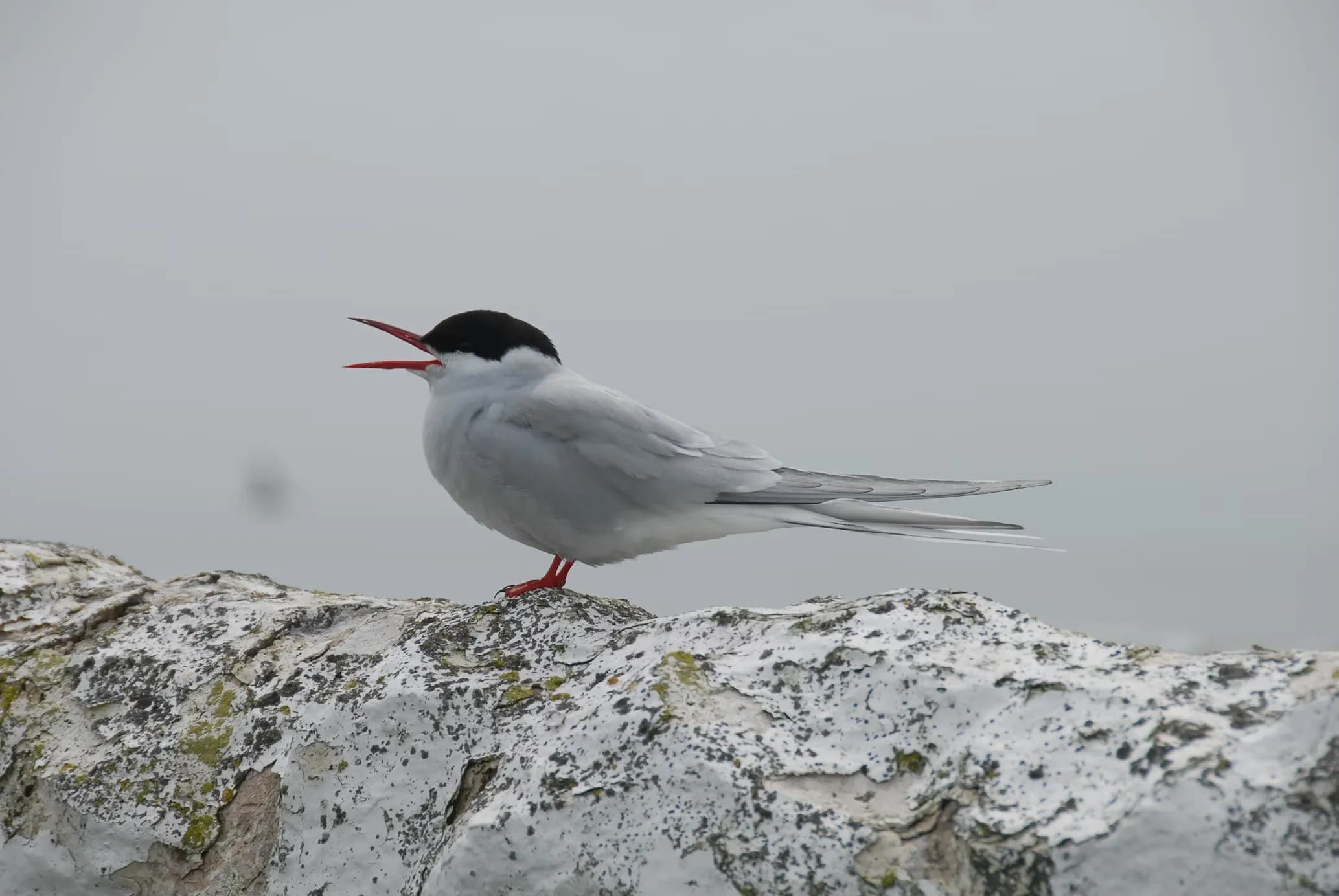 Tern