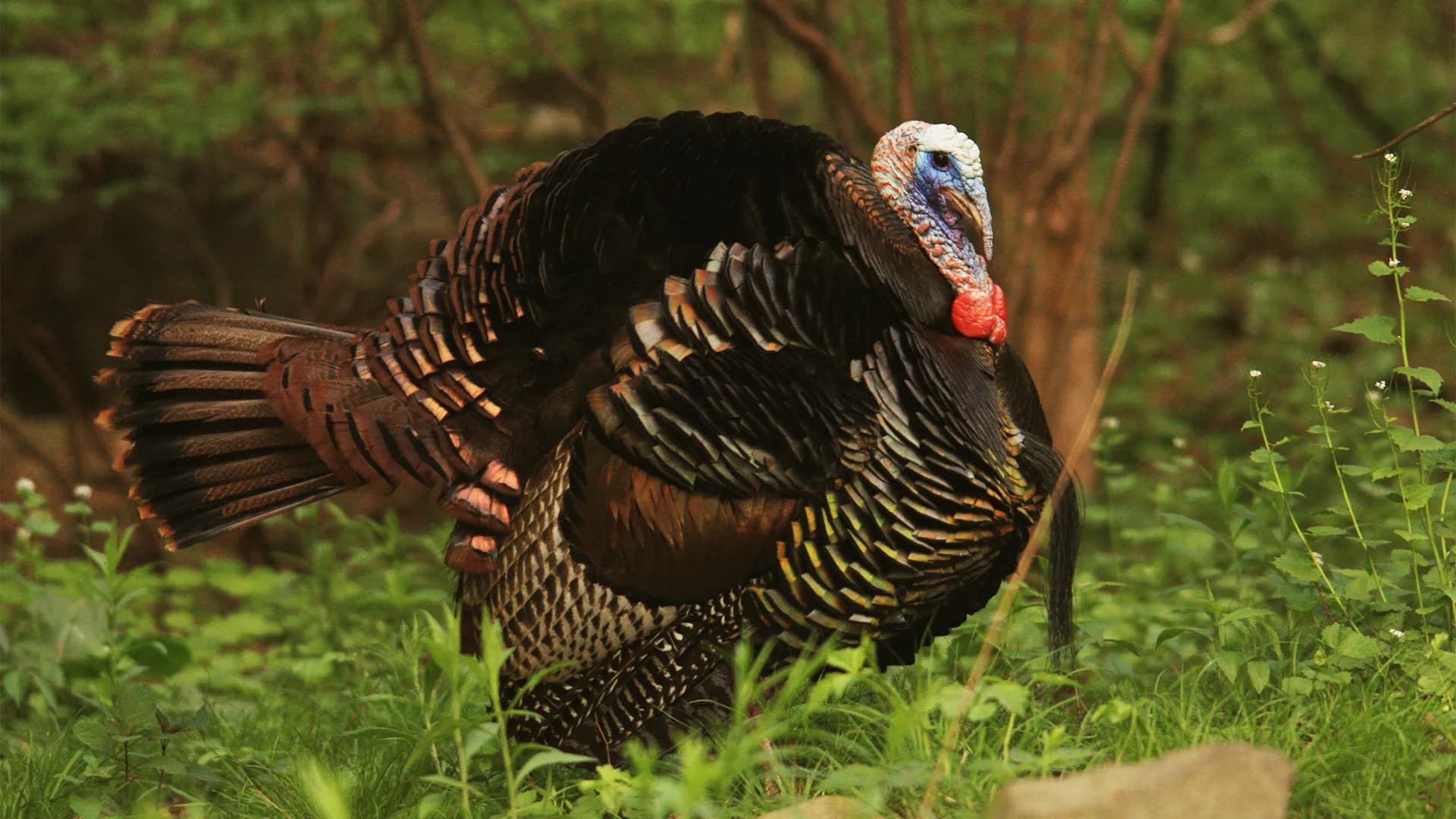 Turkey