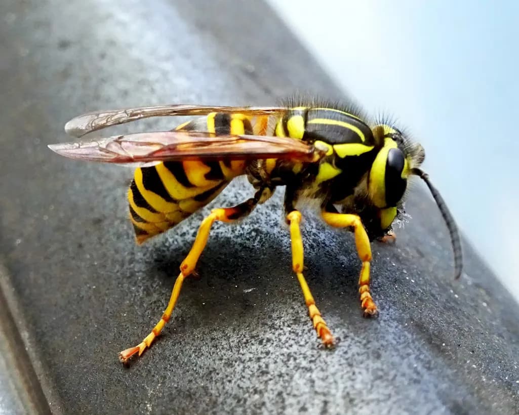 Wasp