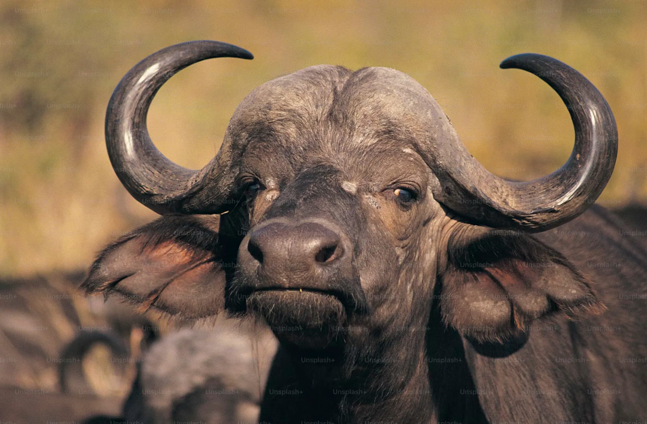 Water Buffalo