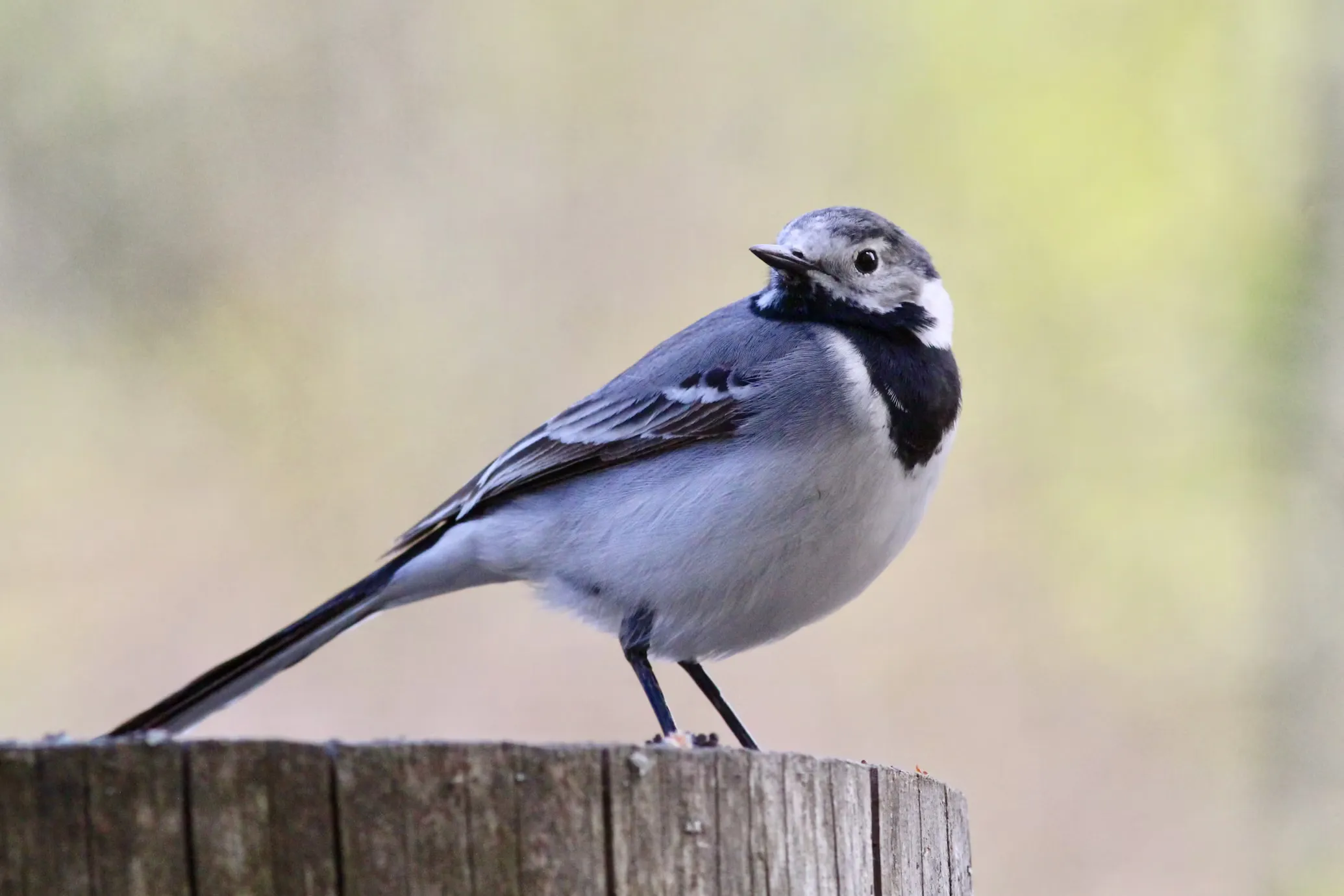 White Wagtail