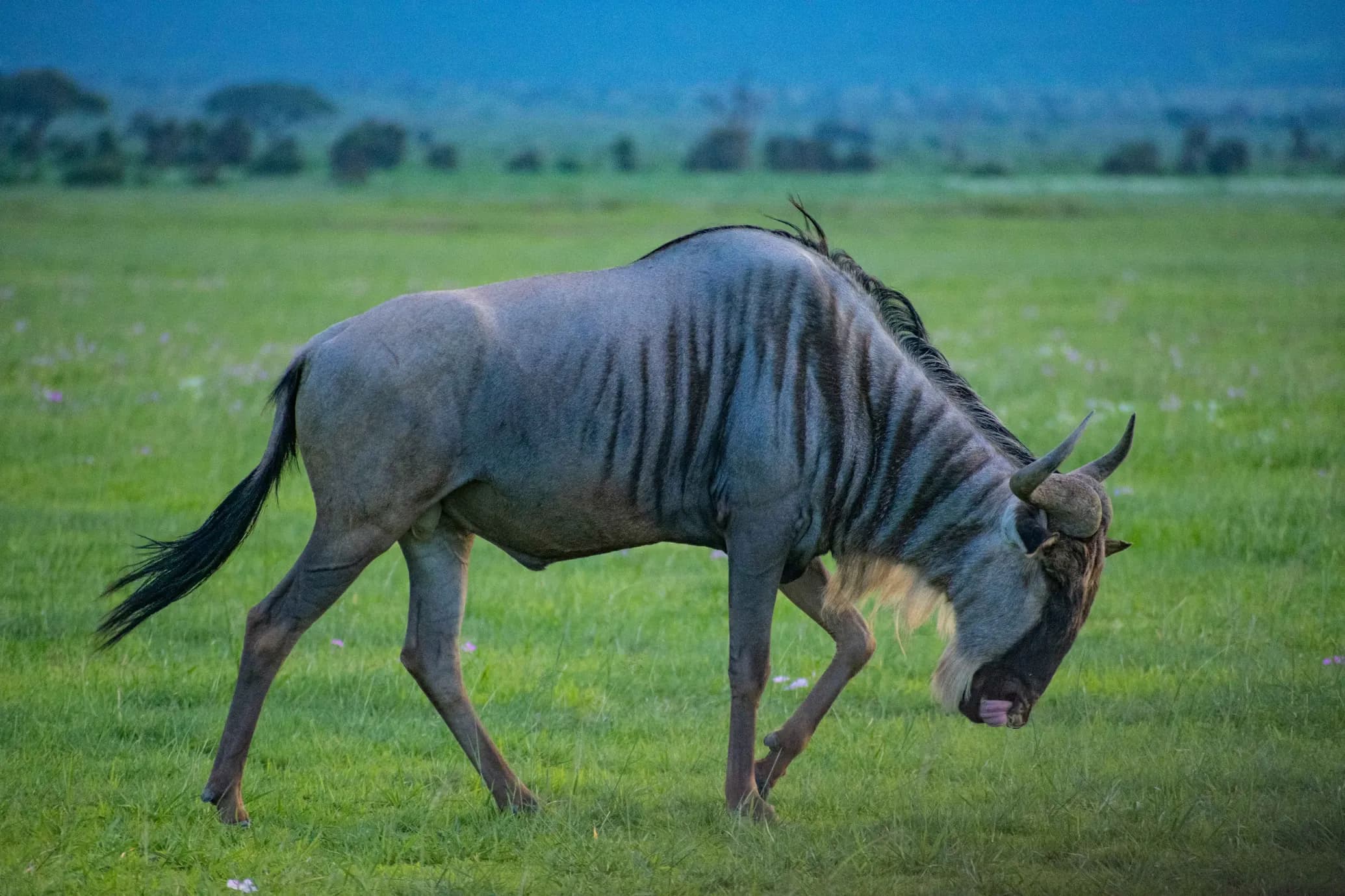 Wildebeest