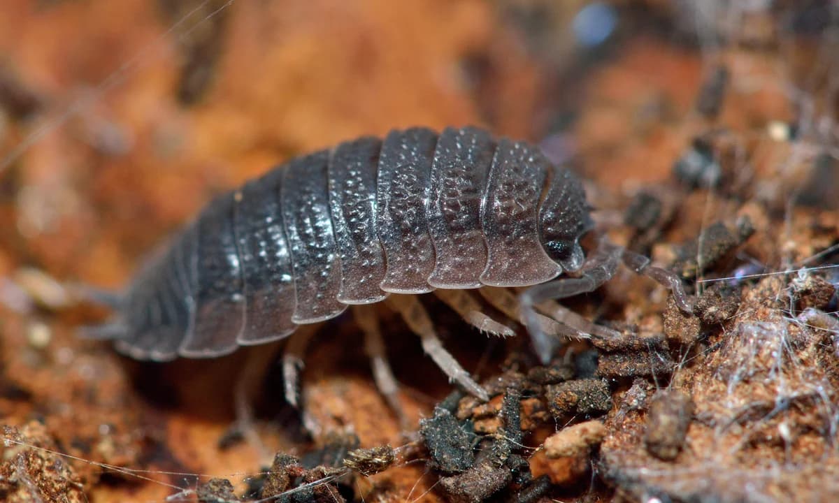 Woodlouse