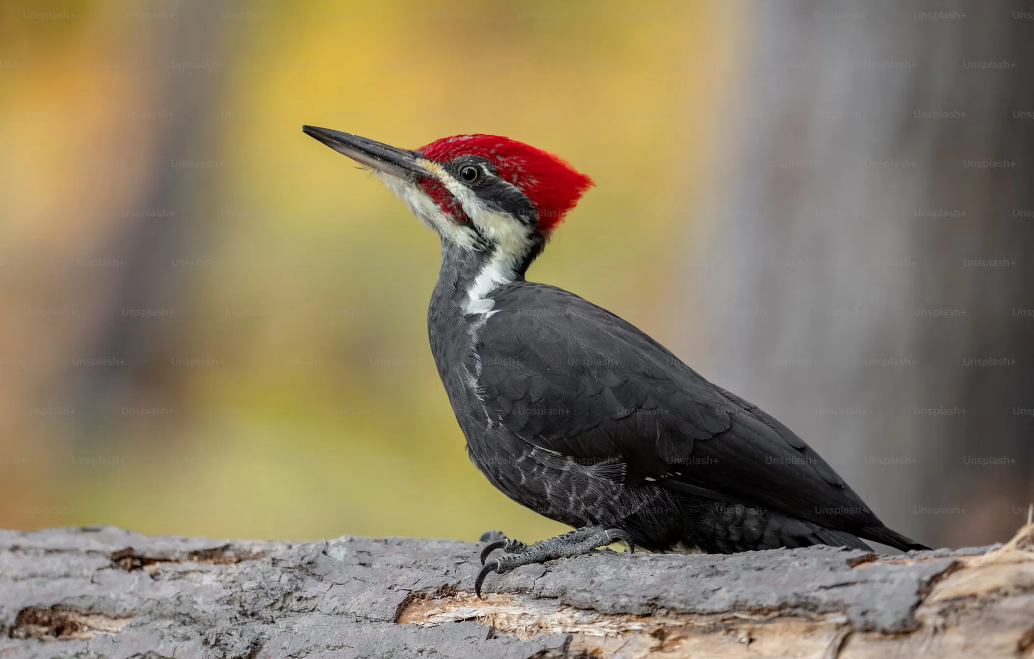 Woodpecker