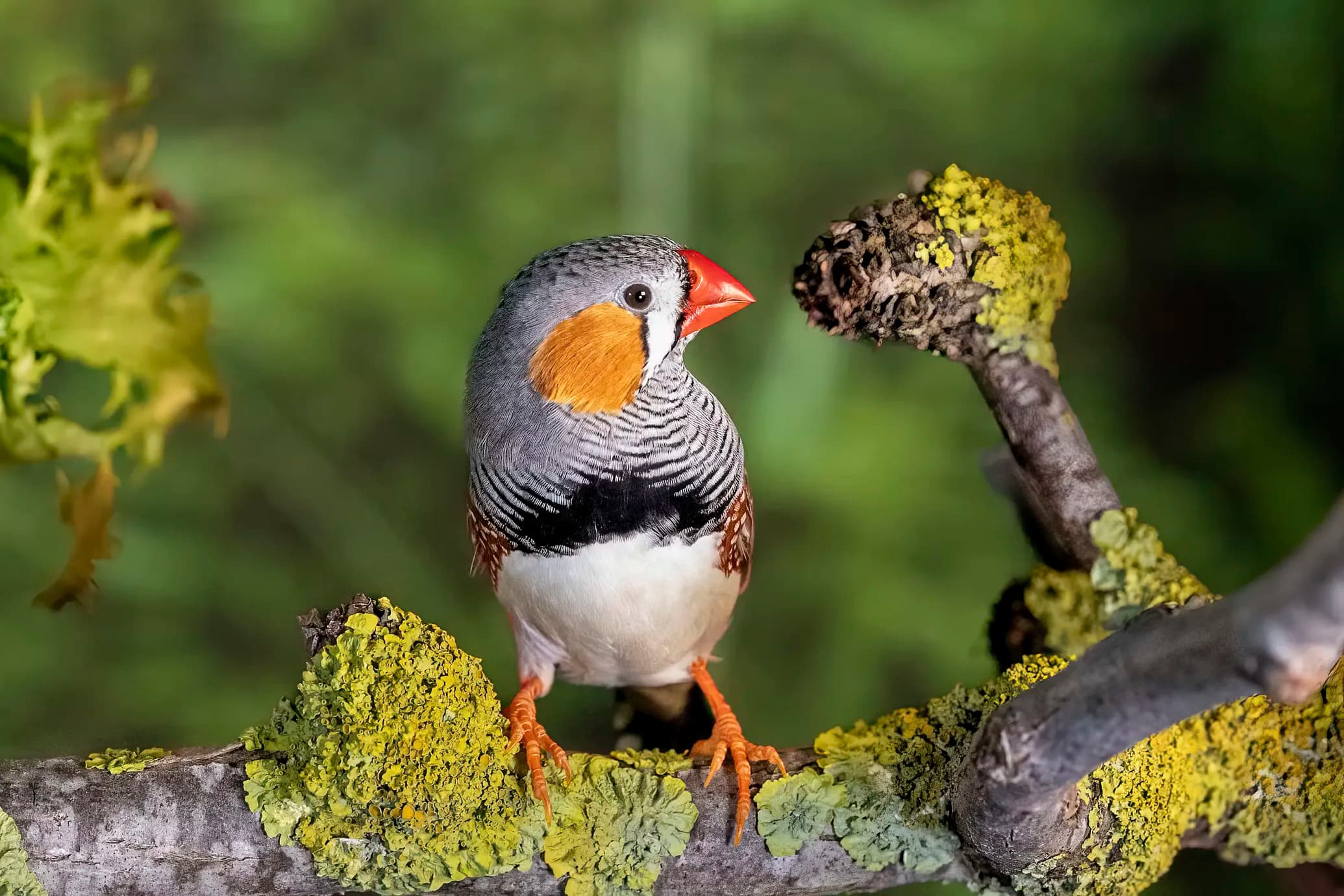 Zebra Finch