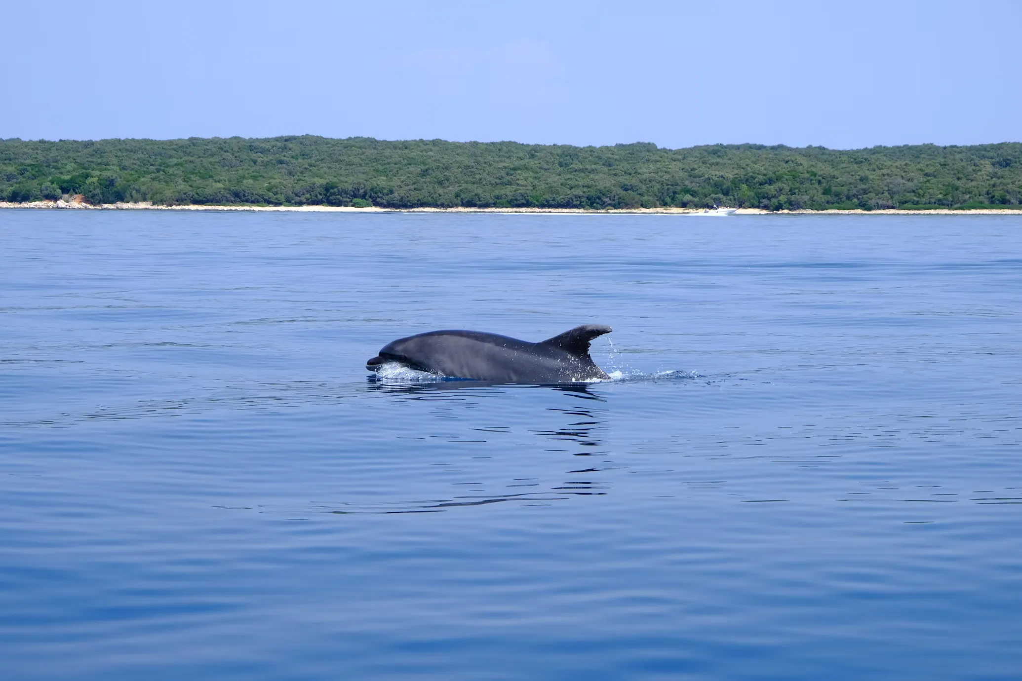 Amazon River Dolphin