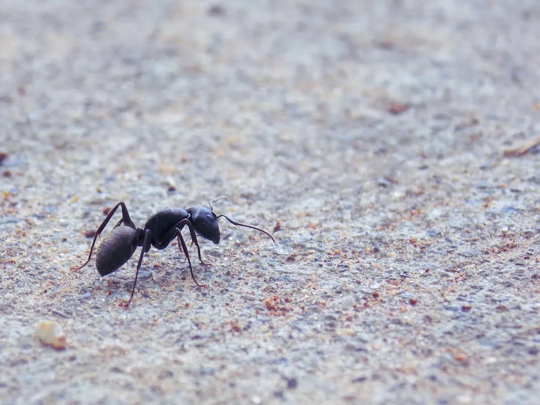 Ant