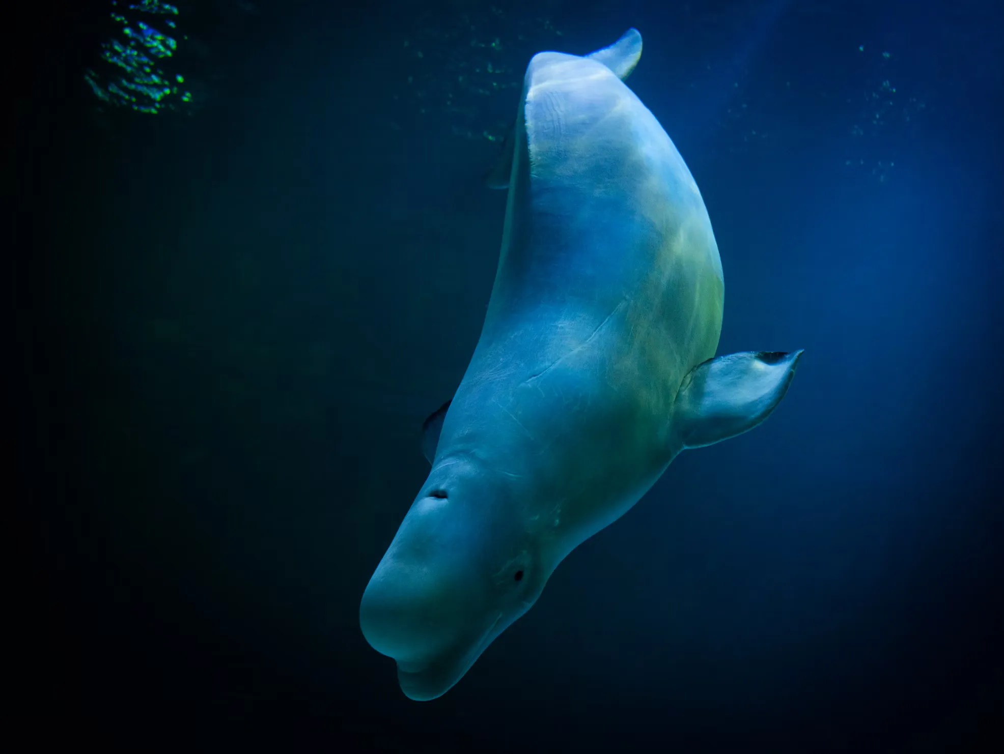 Beluga Whale