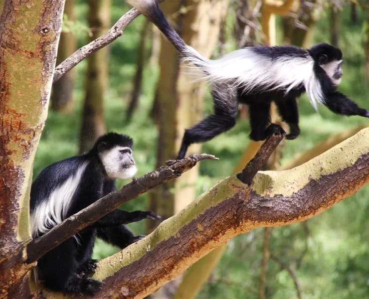 Black-and-white Colobus