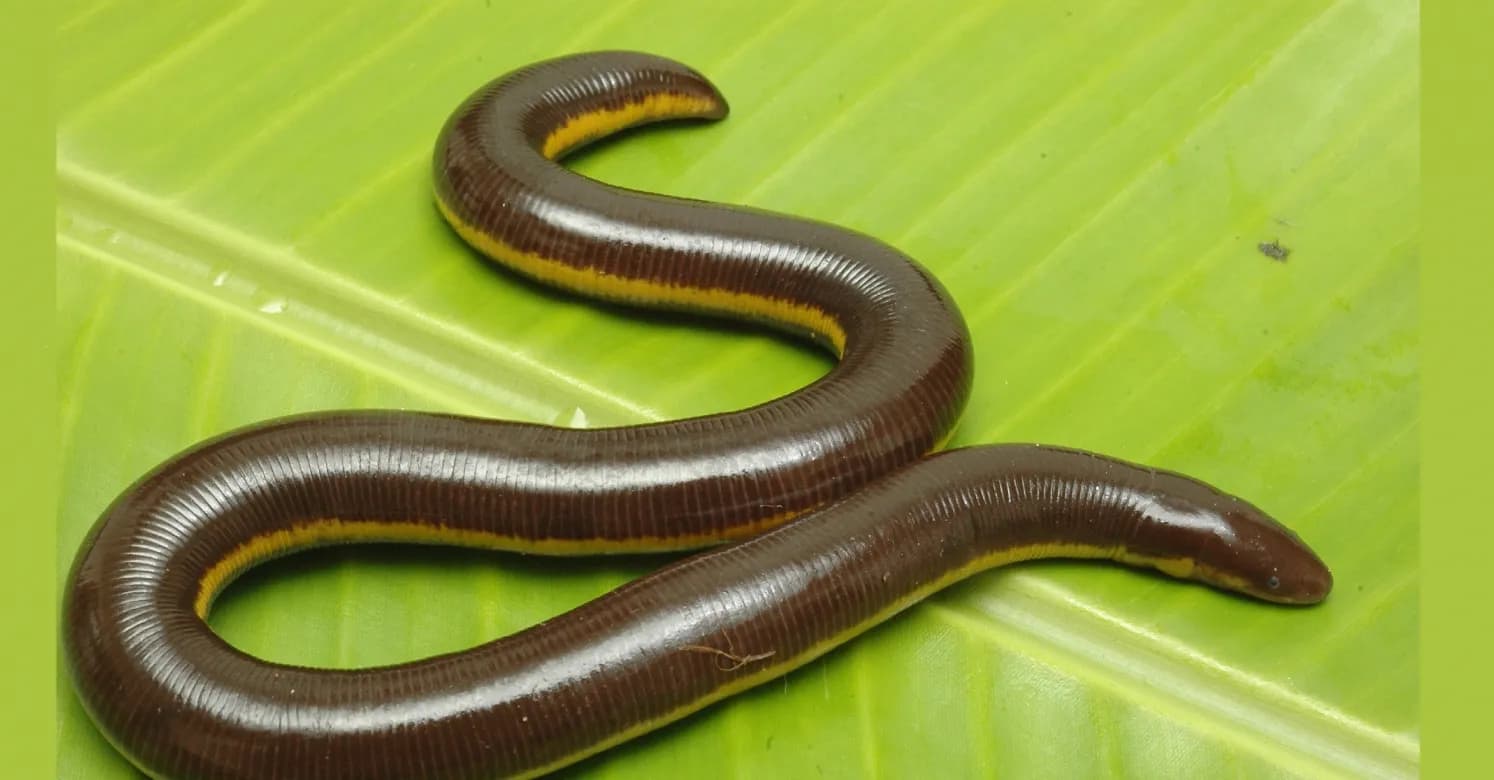 Caecilian