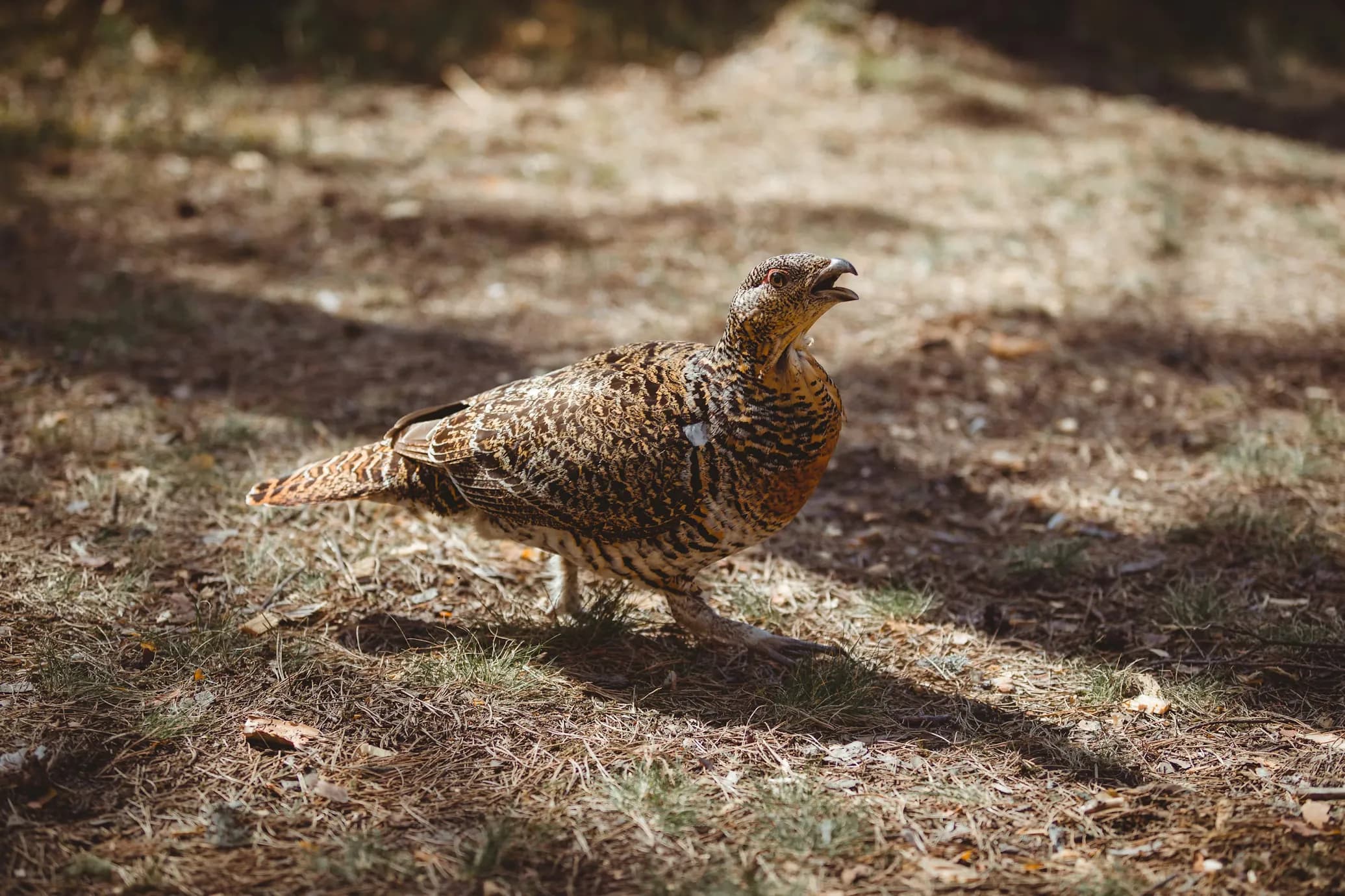 Capercaillie