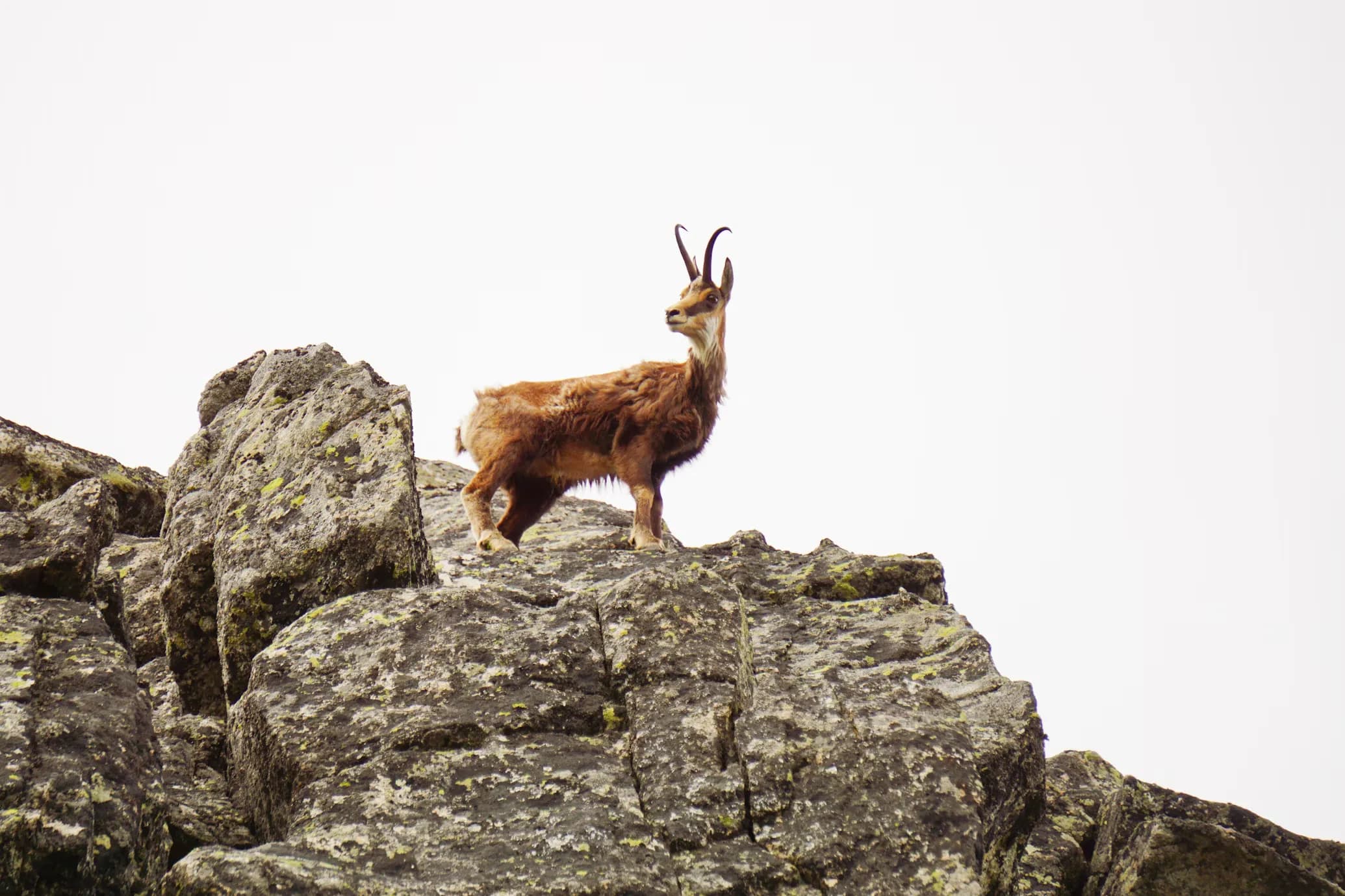 Chamois