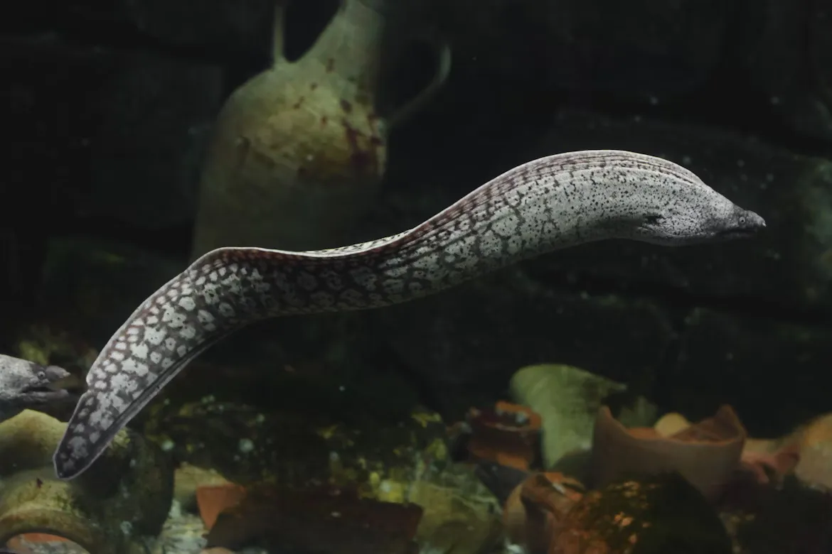 Eel