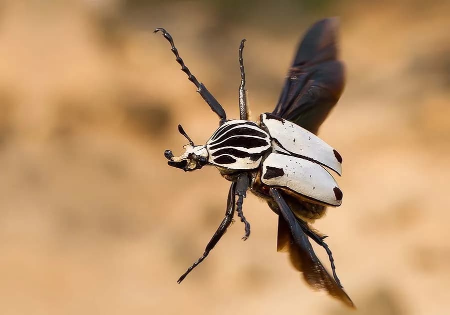 Goliath Beetle