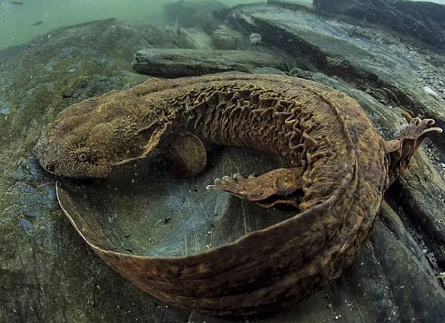 Hellbender