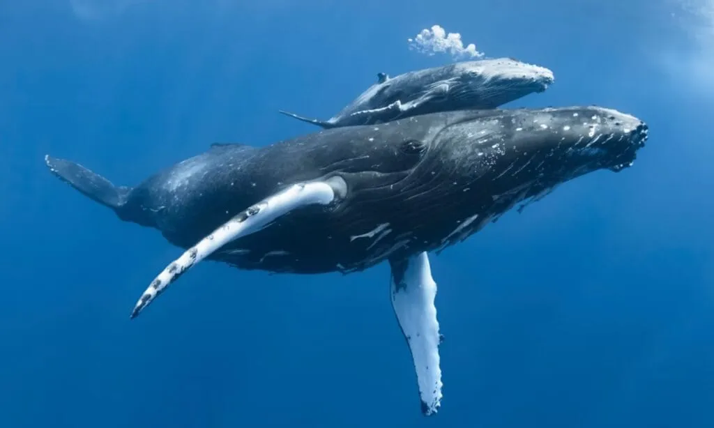 Humpback Whale
